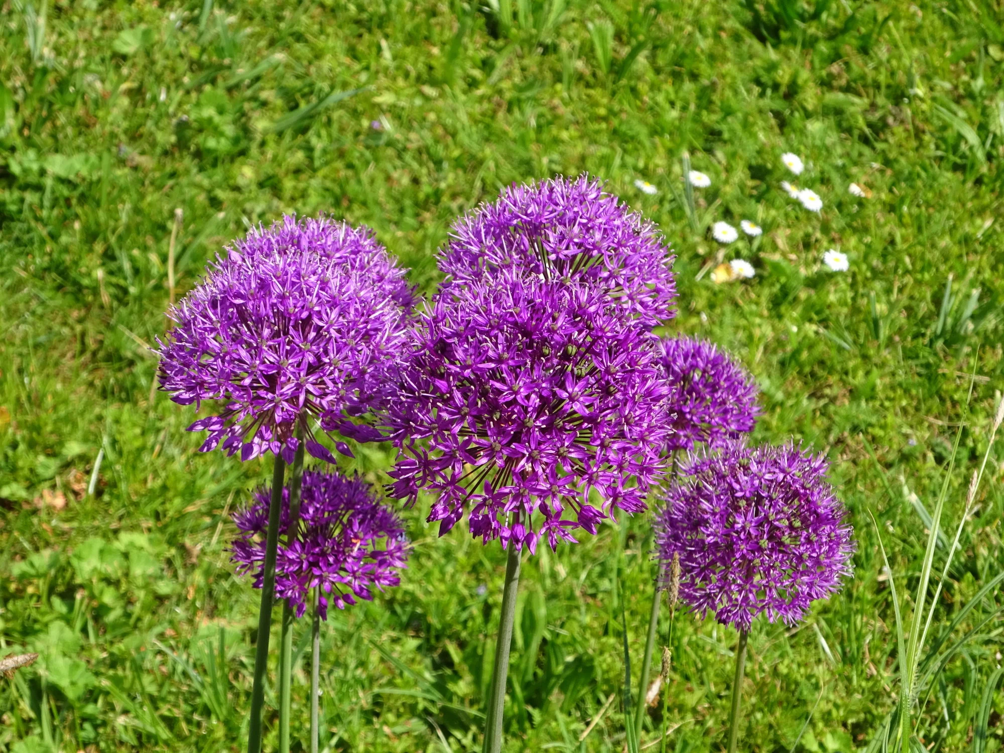 DSC03376.JPG