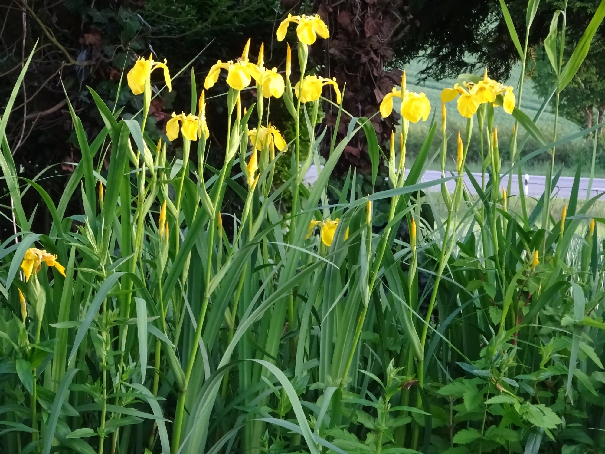 DSC03398.webp