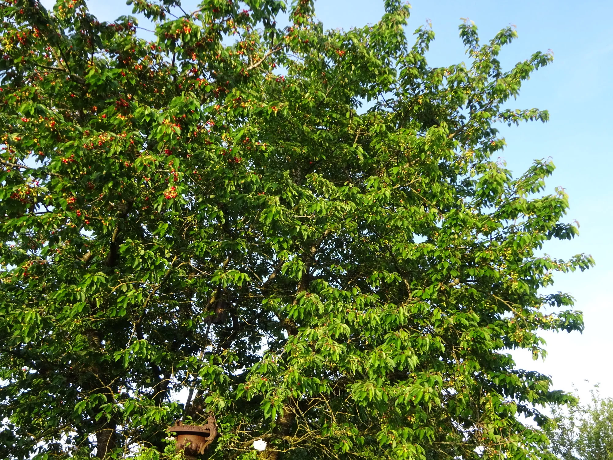 DSC03399.webp