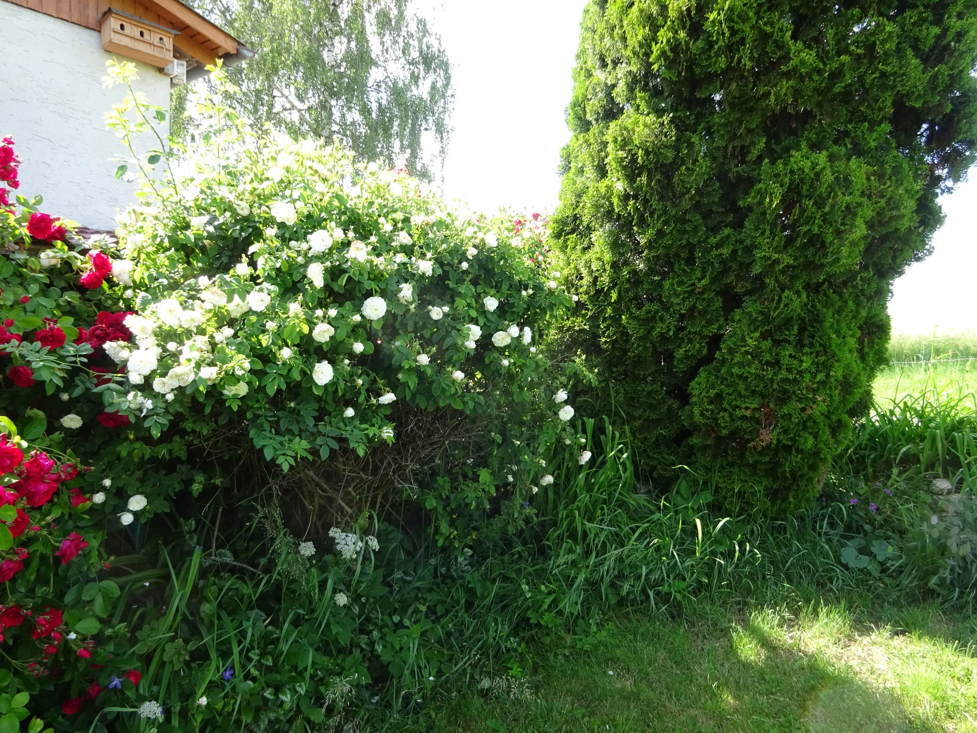 DSC03421.JPG
