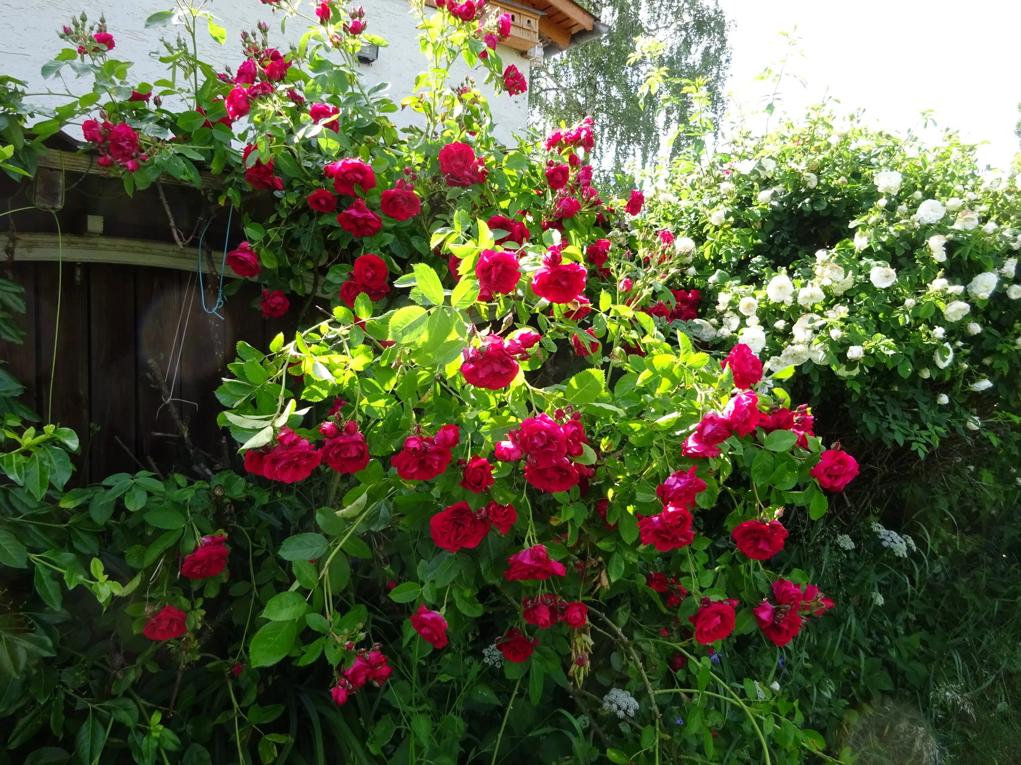 DSC03422.JPG