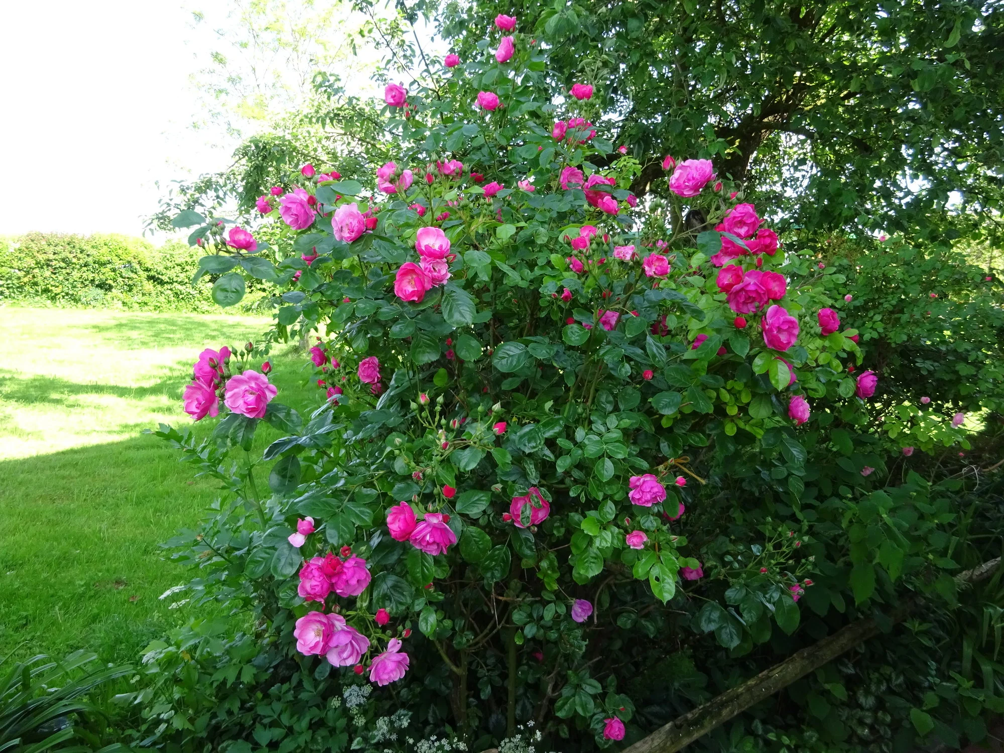 DSC03427.JPG
