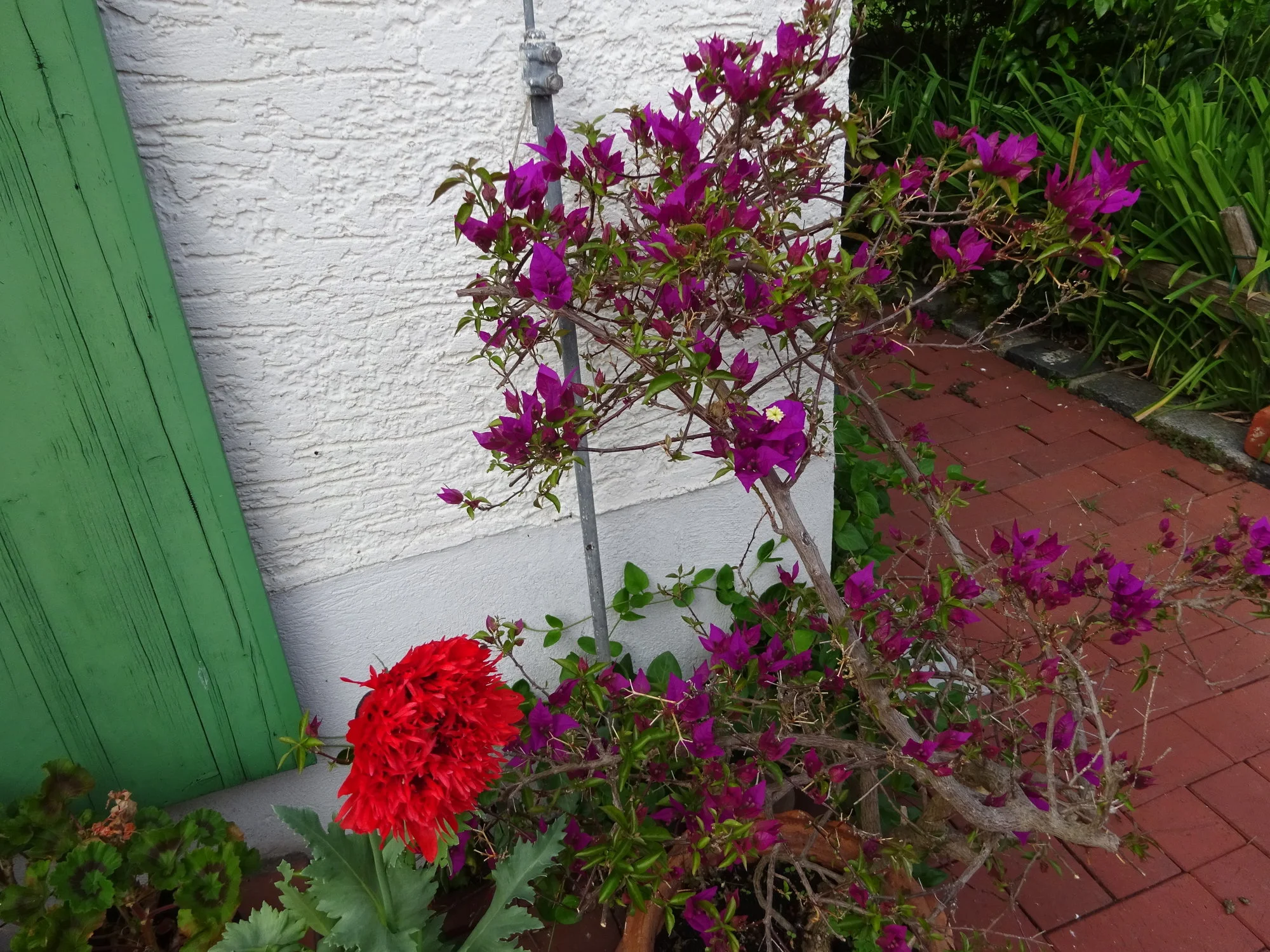 DSC03447.webp