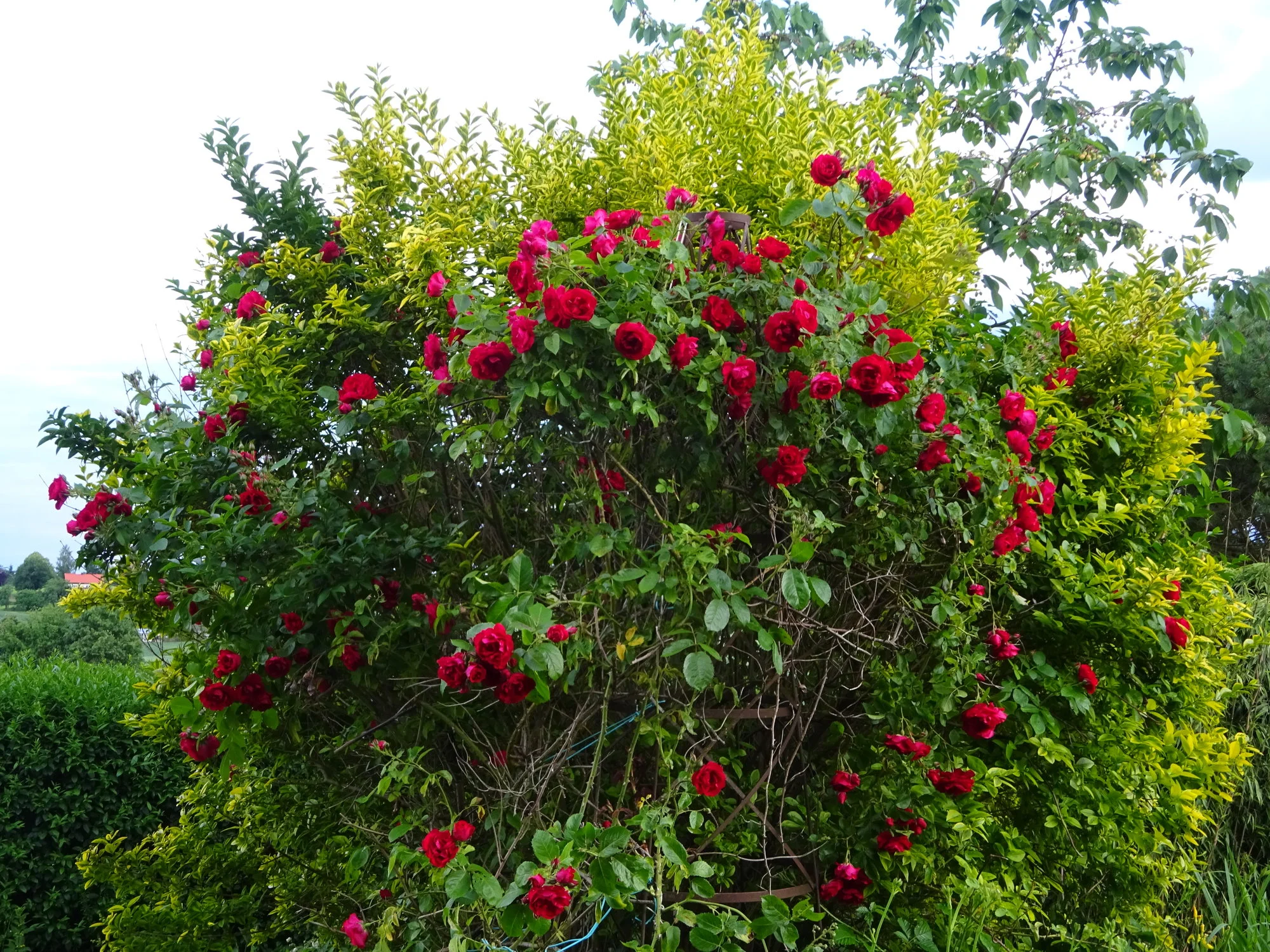 DSC03454.JPG