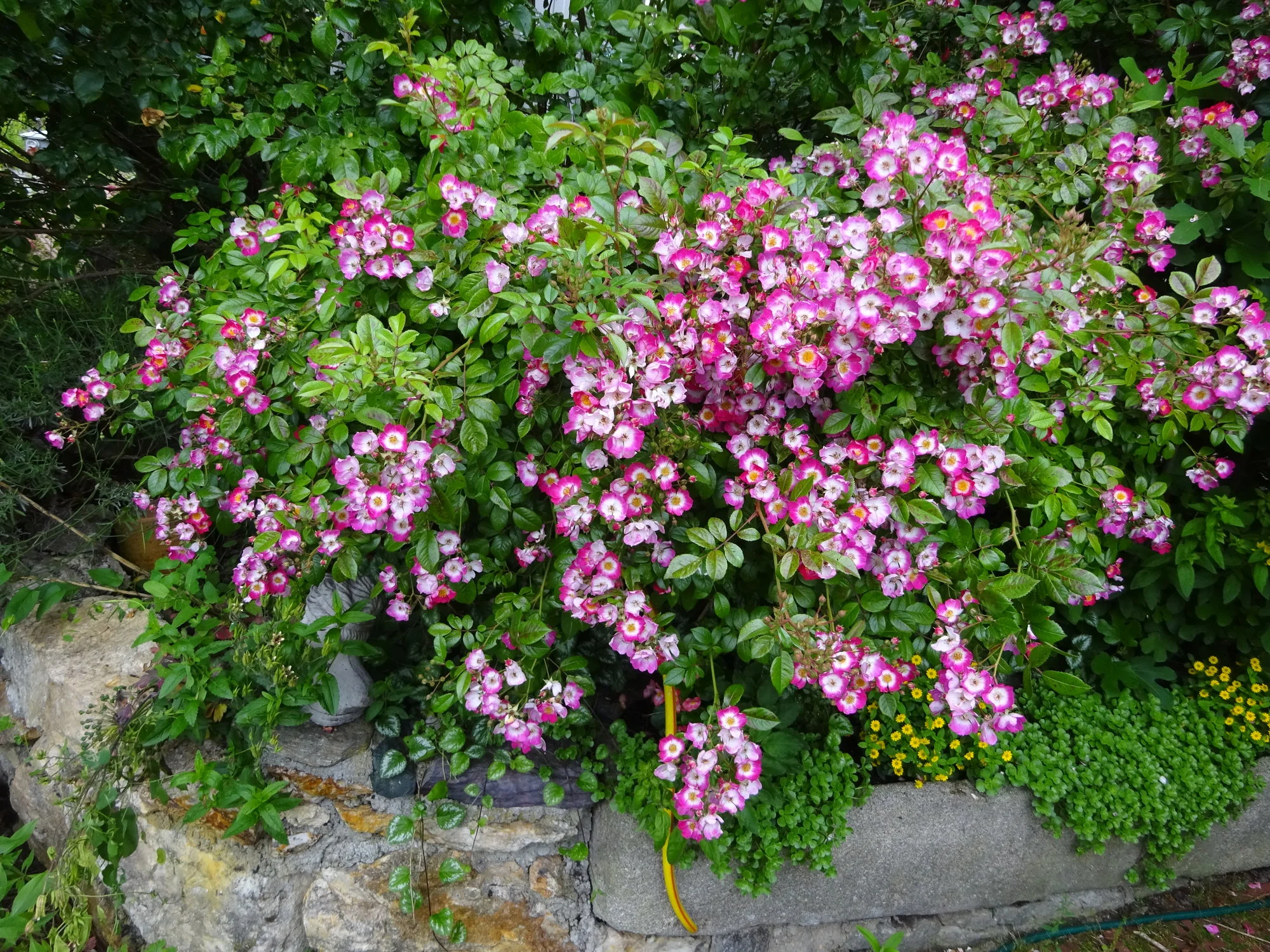 DSC03477.JPG