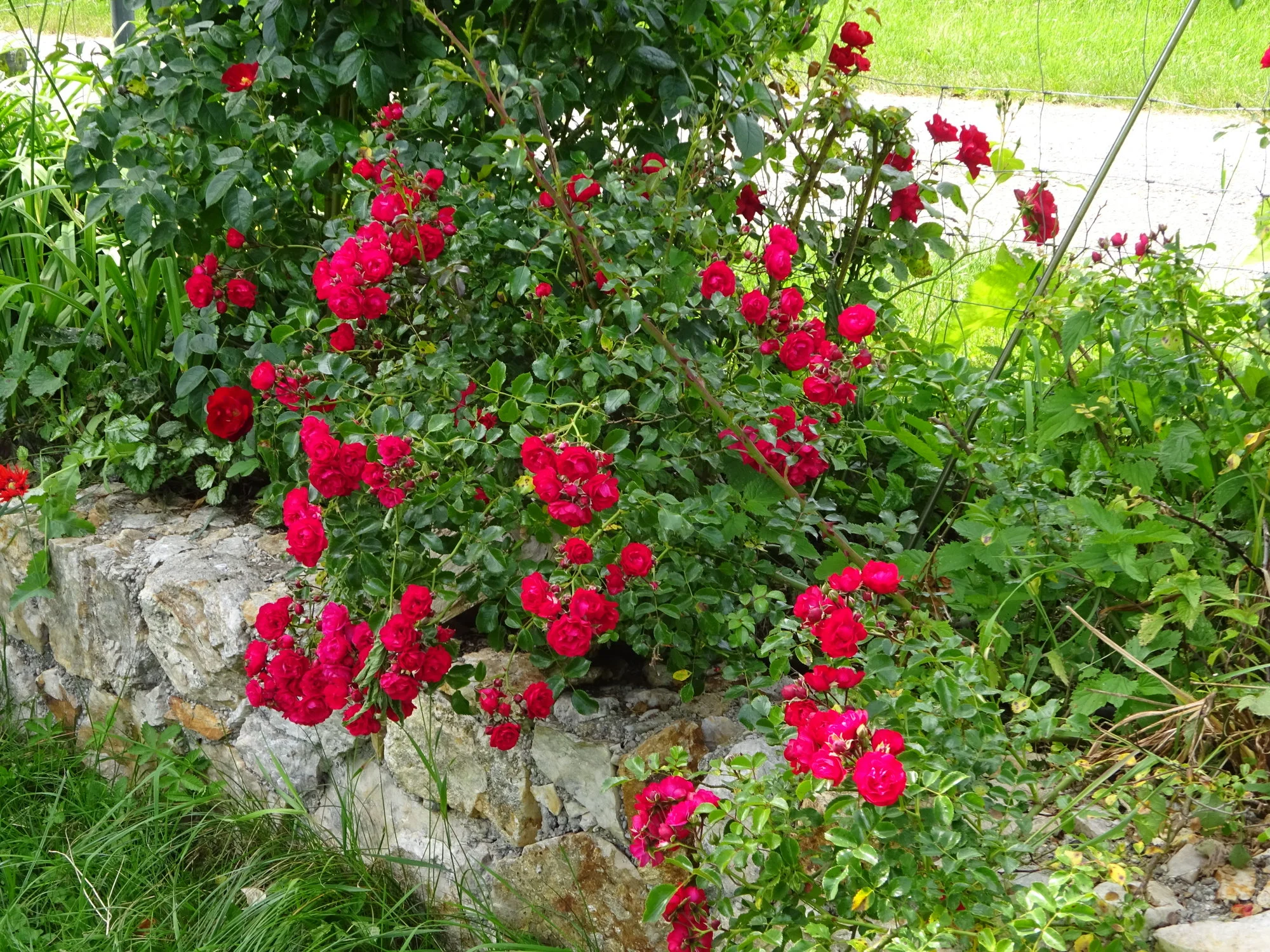 DSC03517.webp