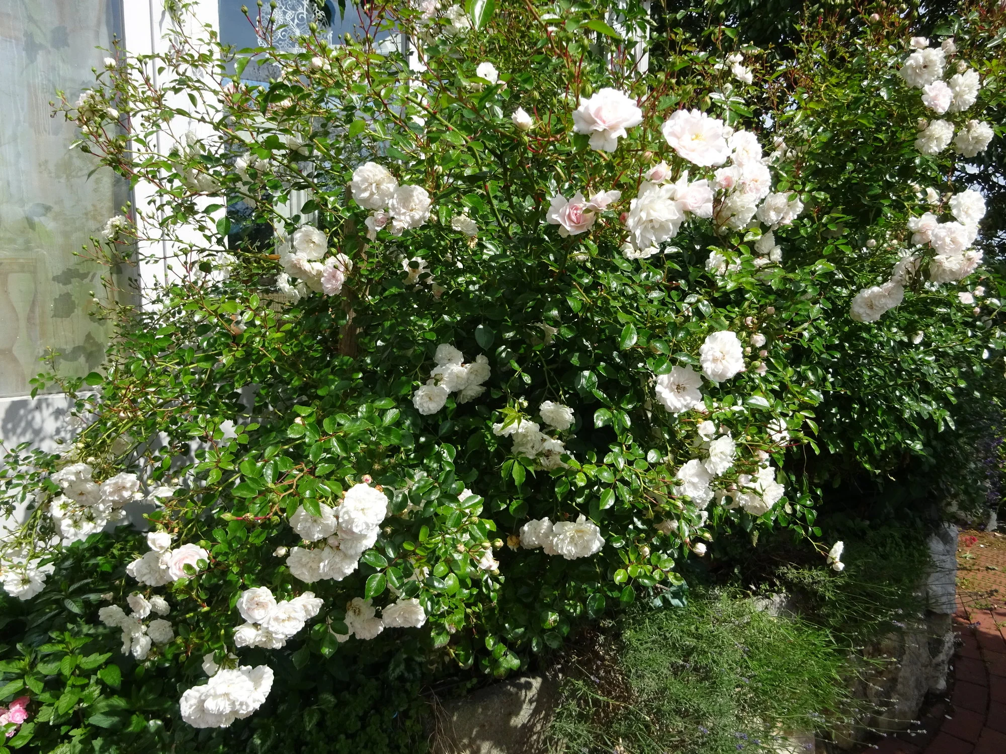 DSC03525.webp