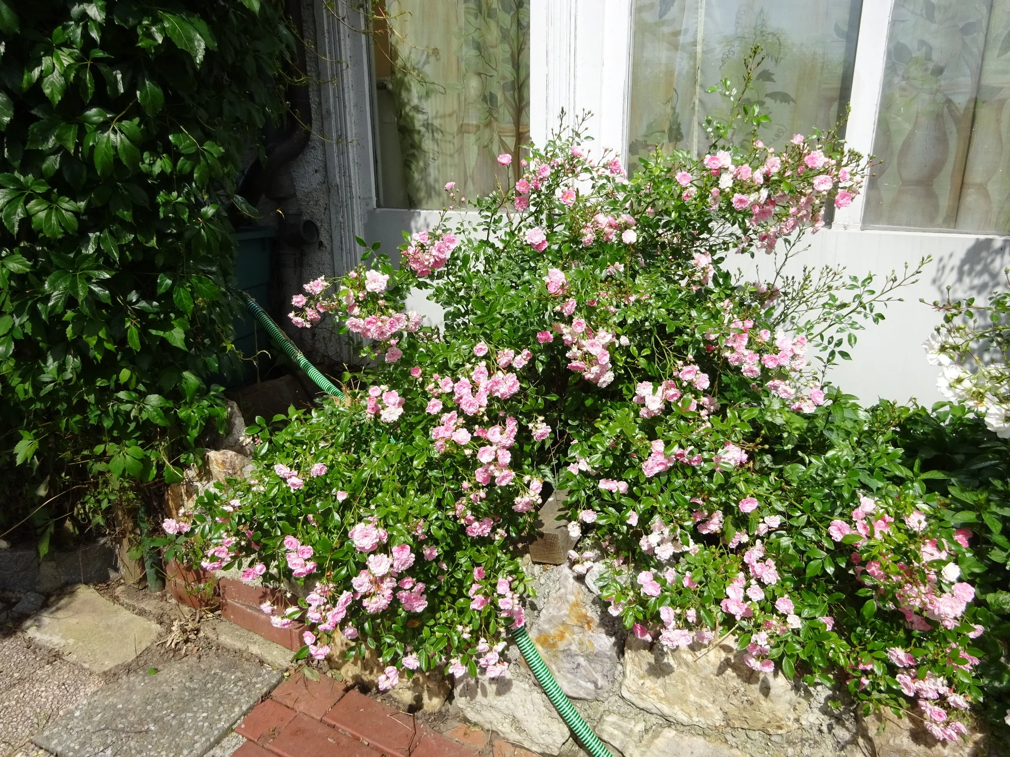 DSC03526.webp