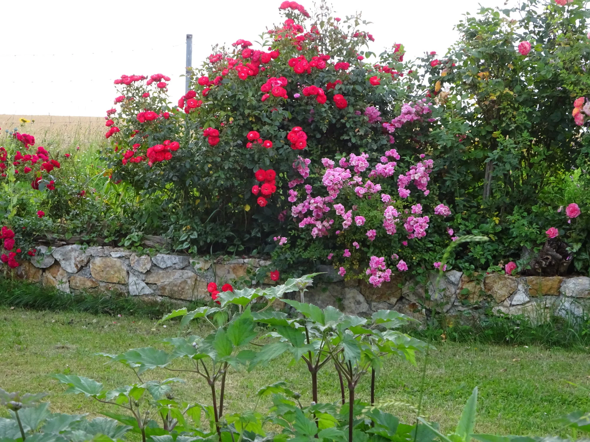 DSC03544.JPG