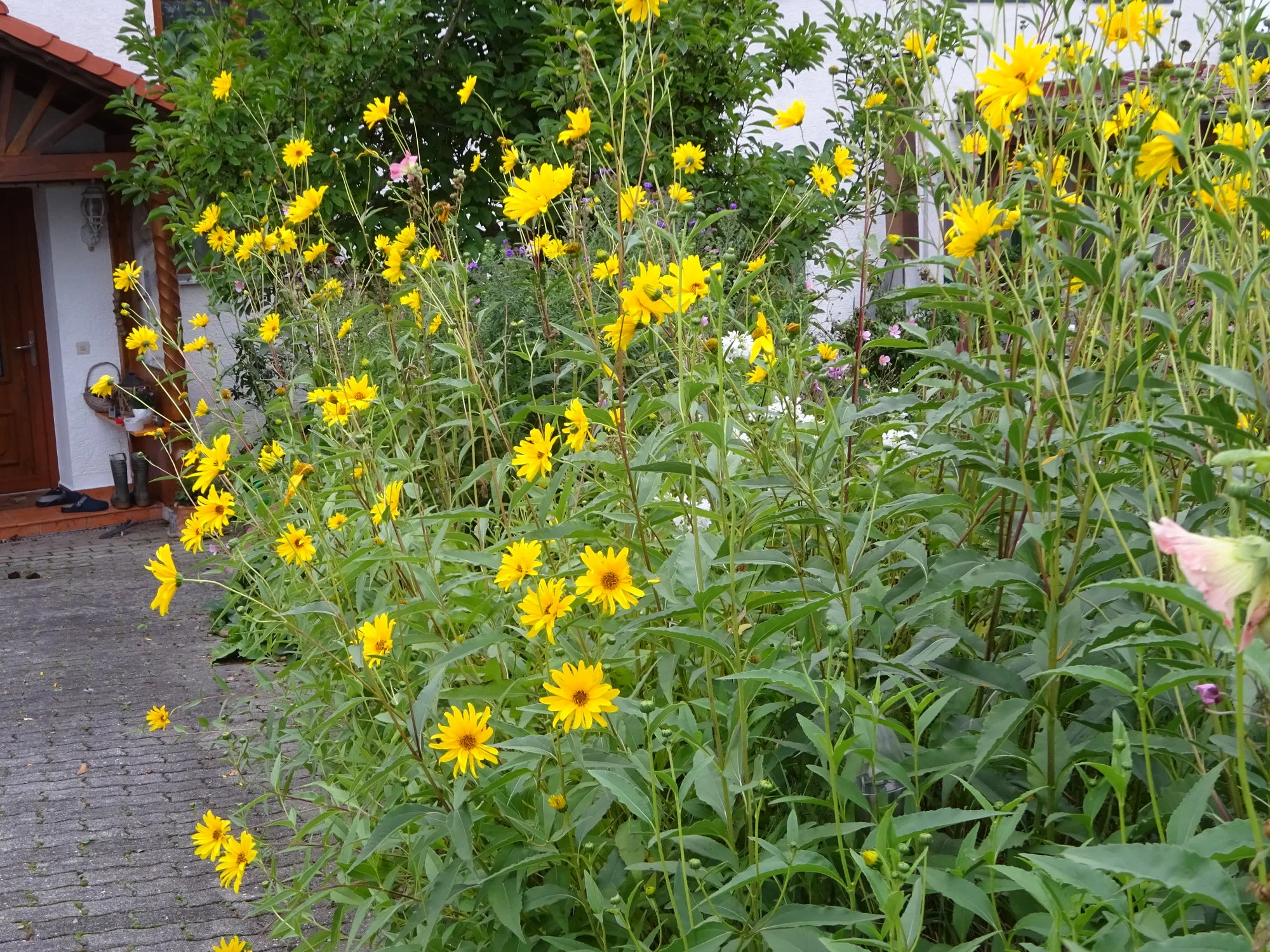 DSC03630.webp