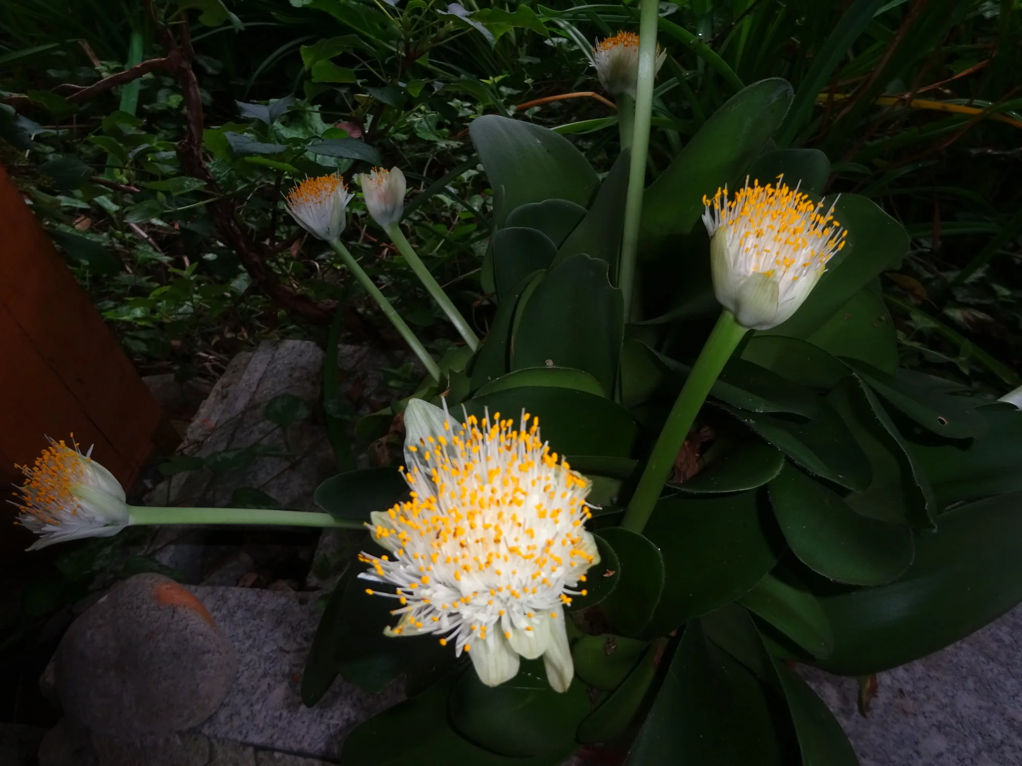 DSC03631.webp