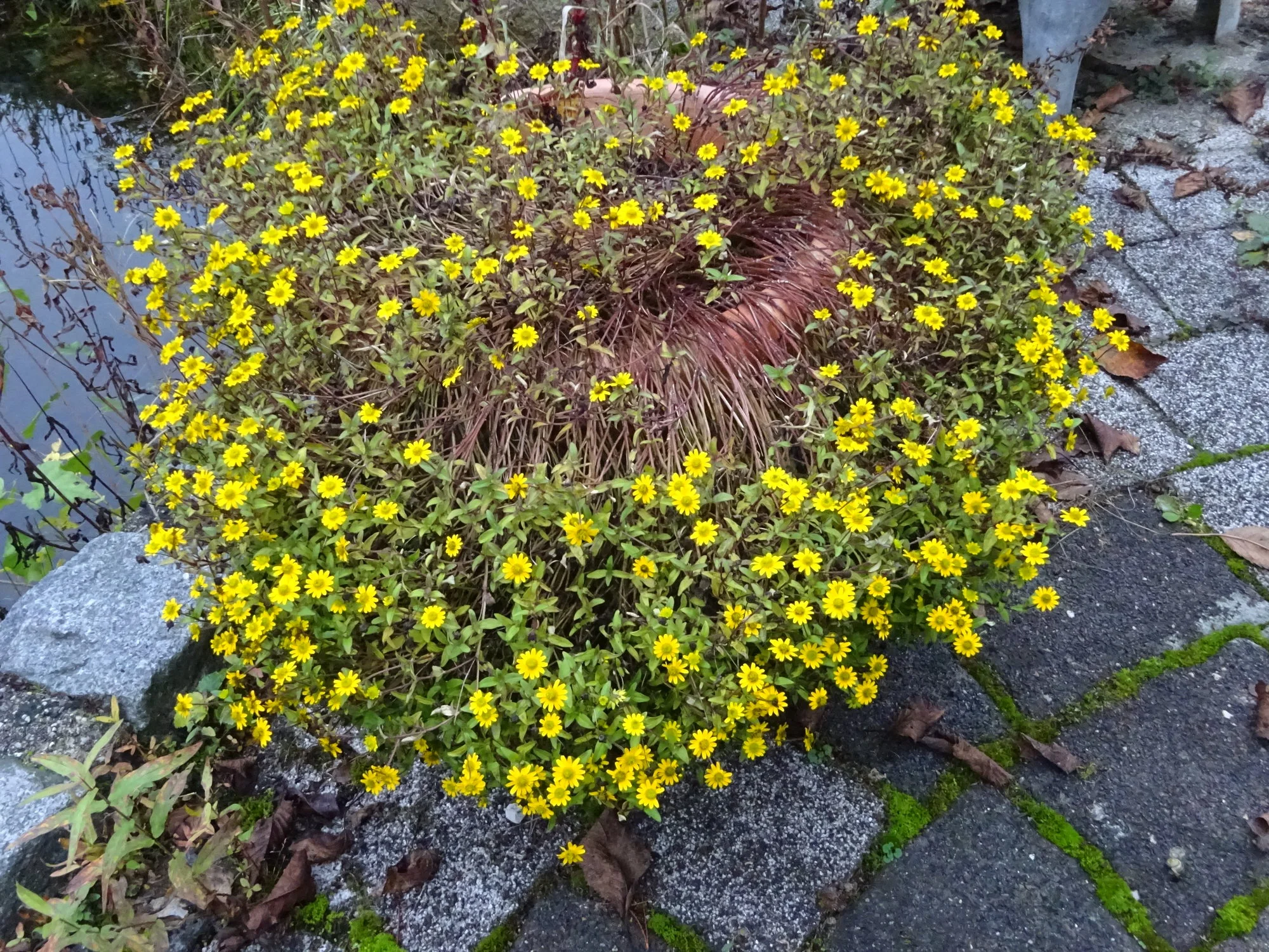 DSC03664.webp