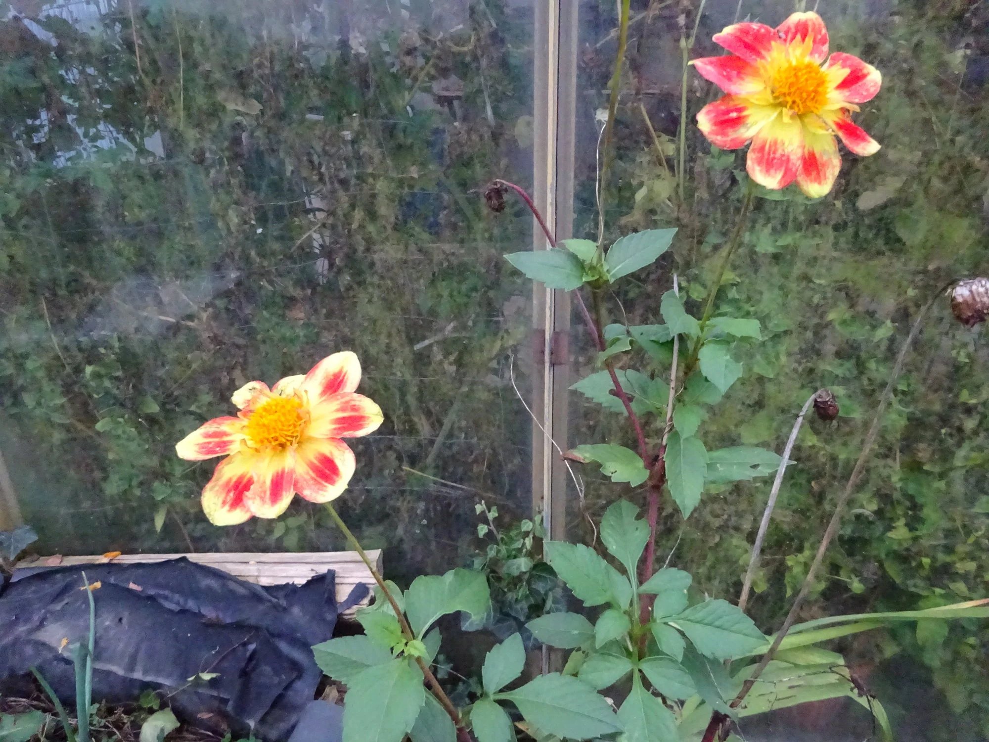 DSC03666.webp
