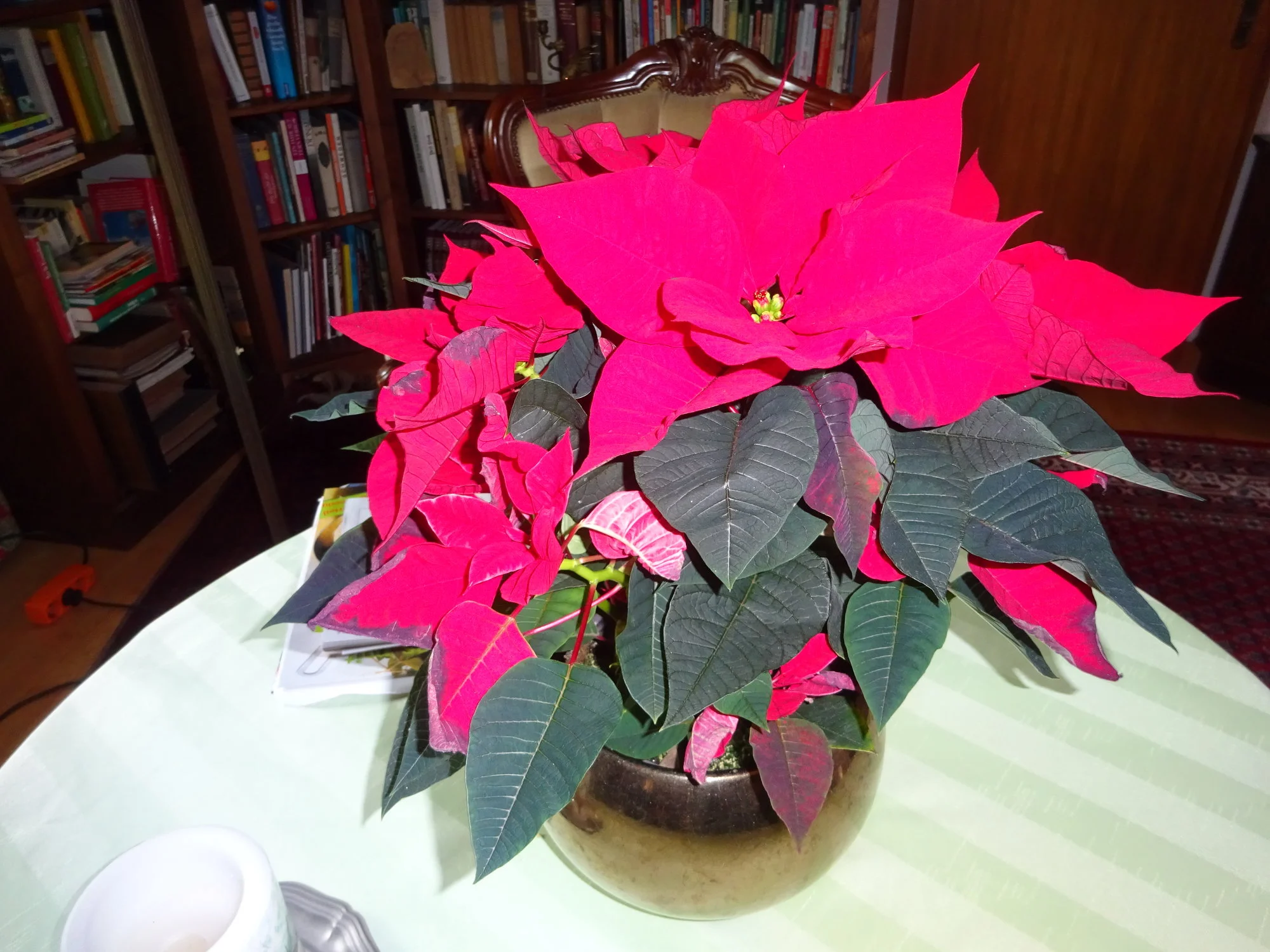 DSC03675.webp