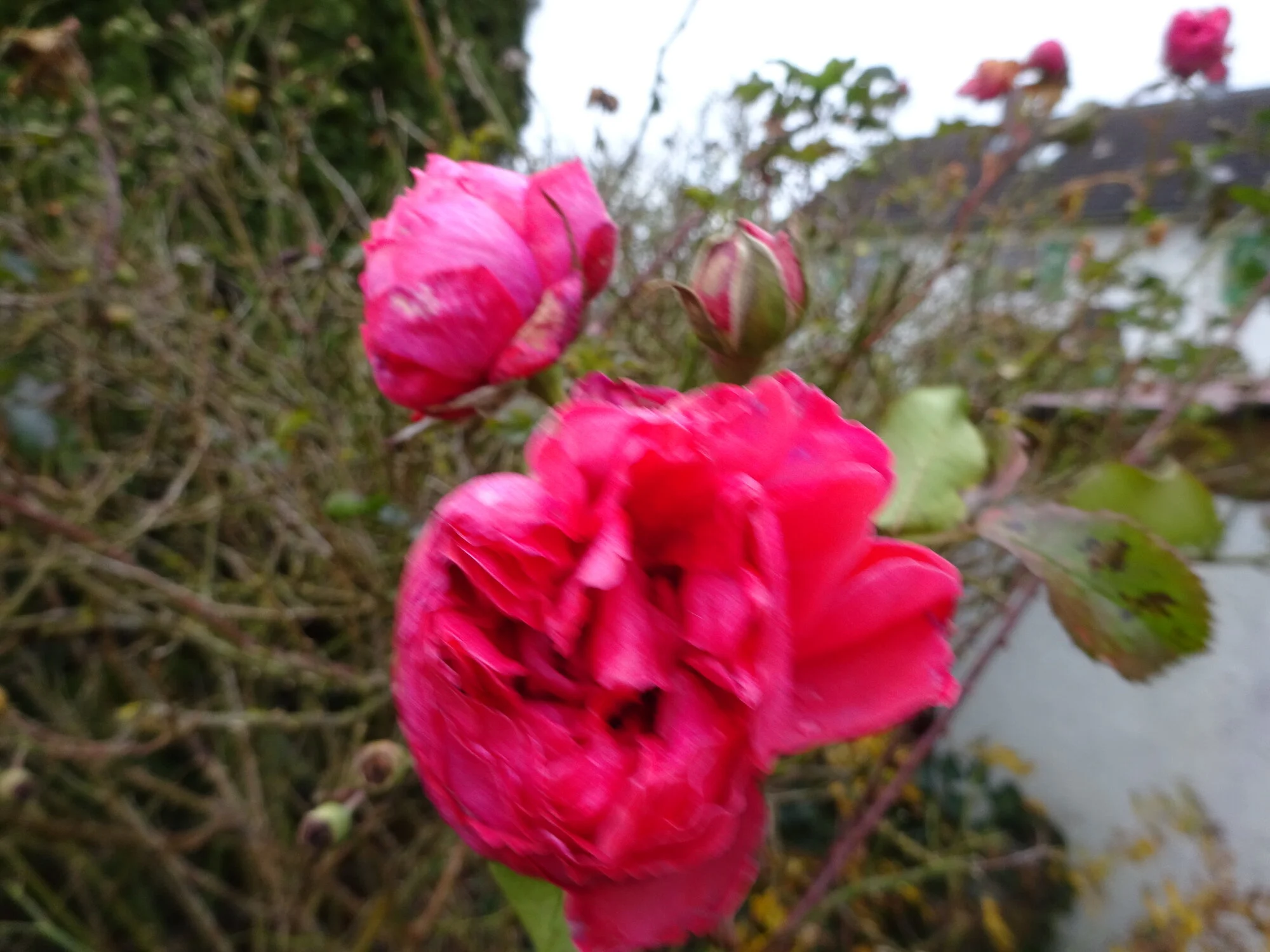 DSC03676.webp