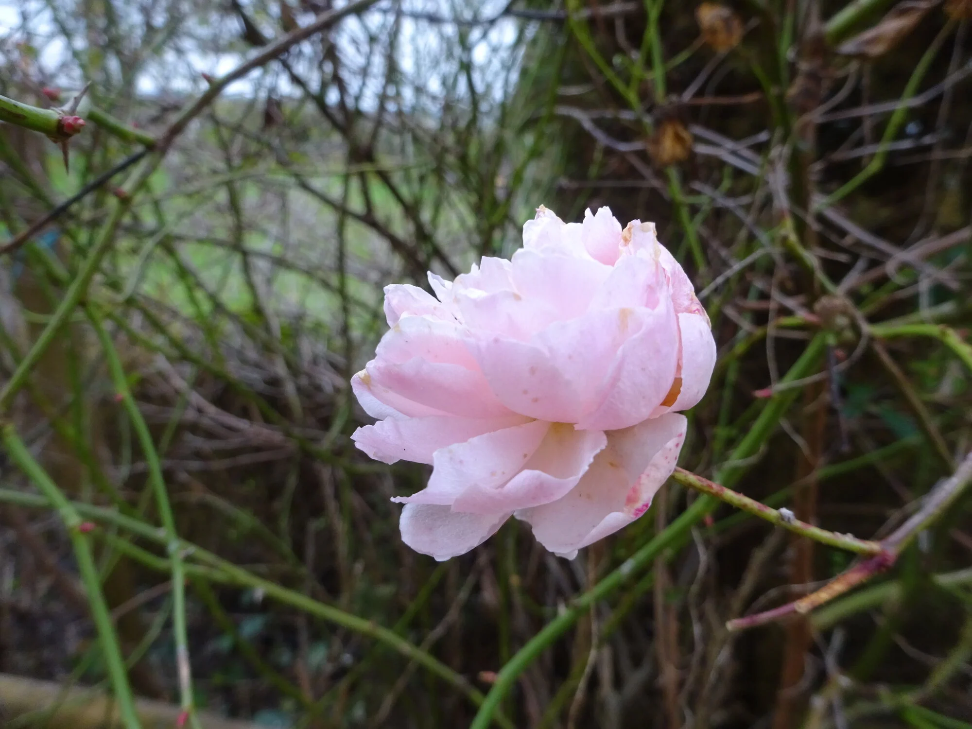 DSC03681.webp