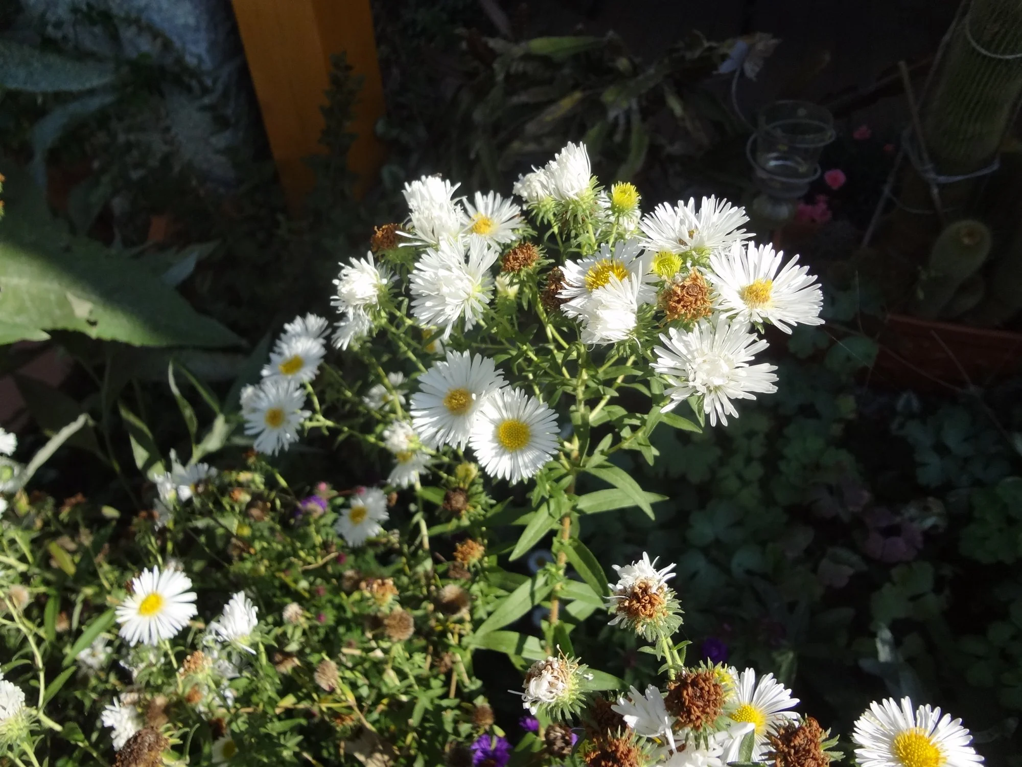 DSC03712.webp