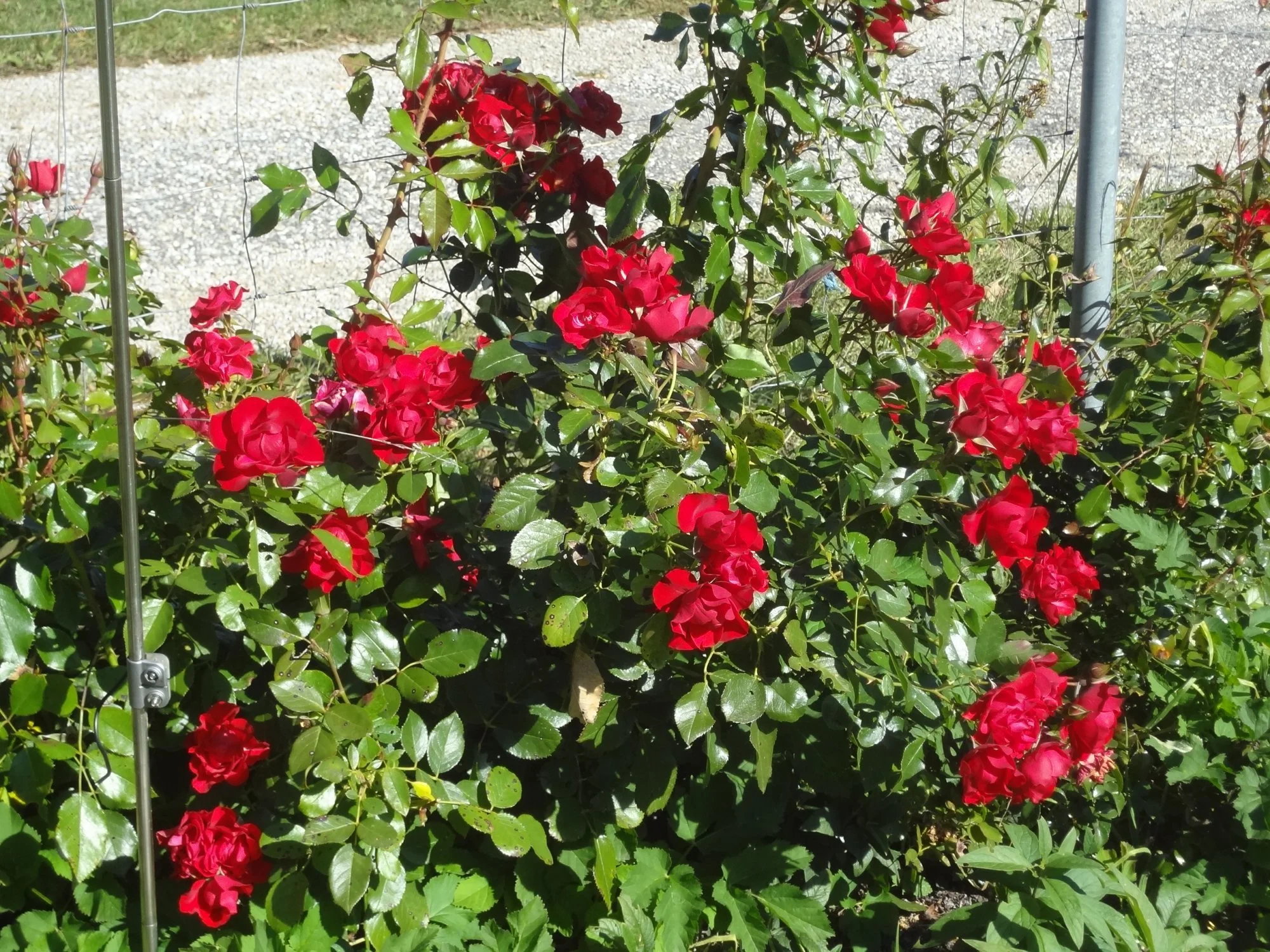 DSC03726.webp