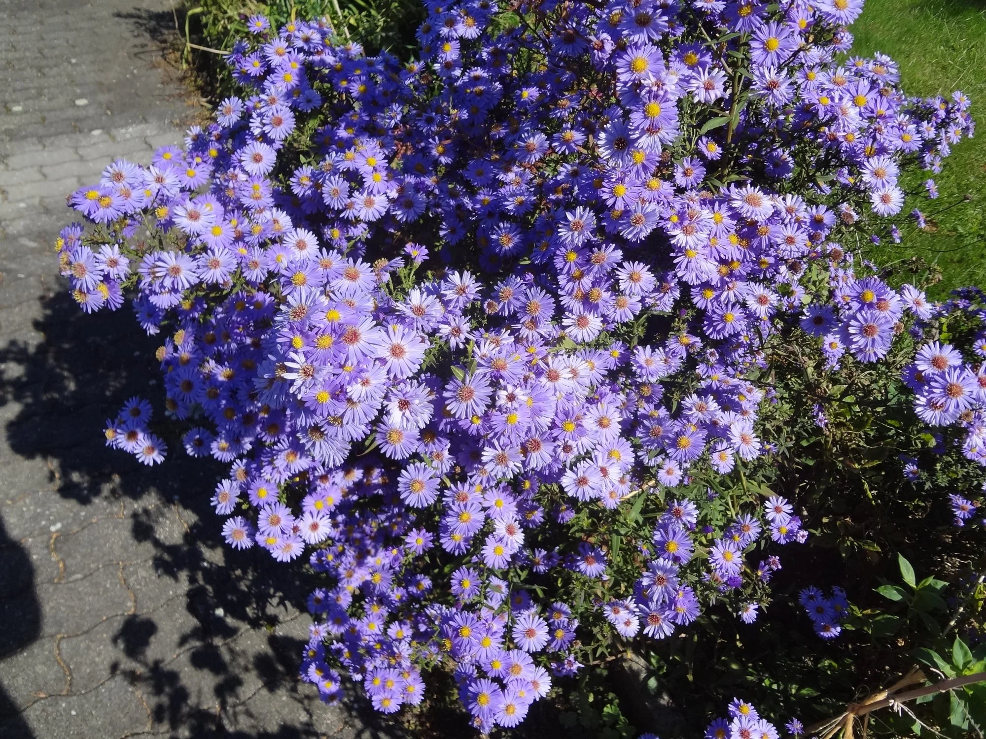 DSC03729.webp