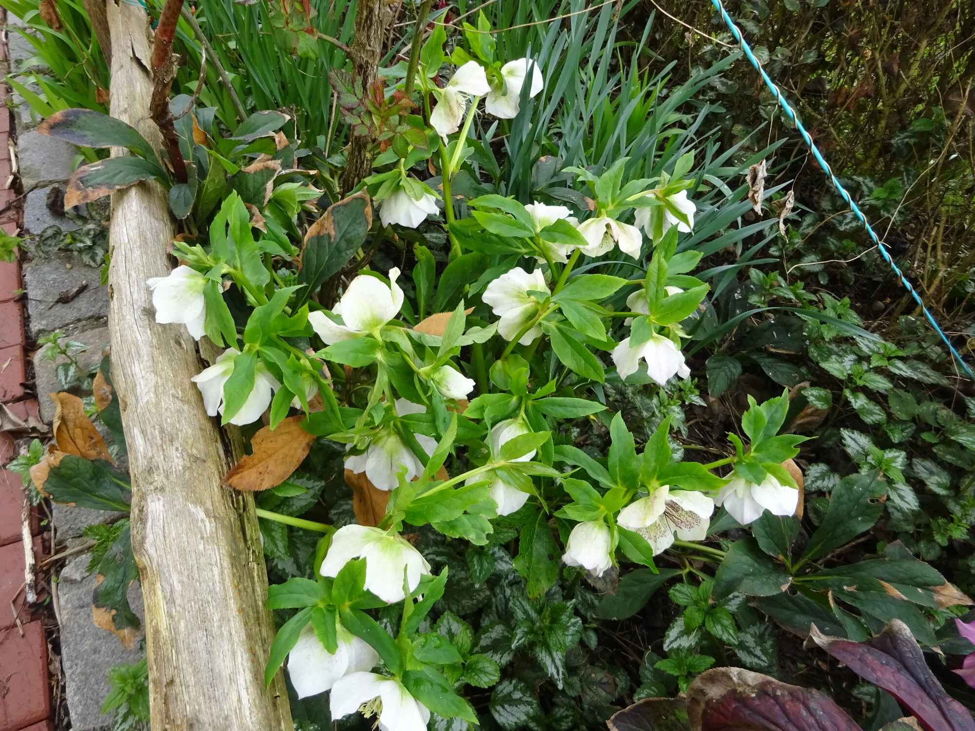 DSC03736.webp