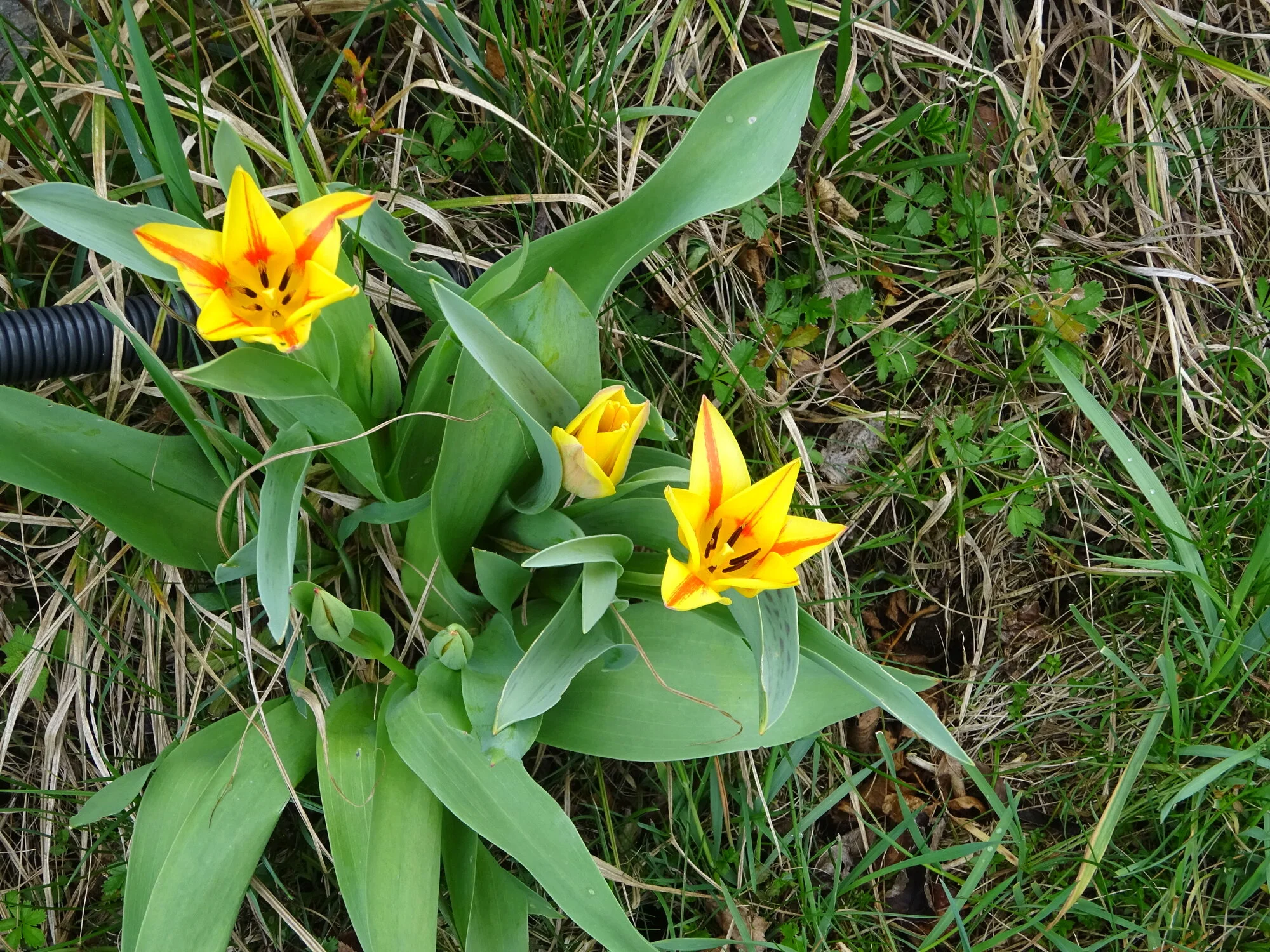 DSC03738.webp