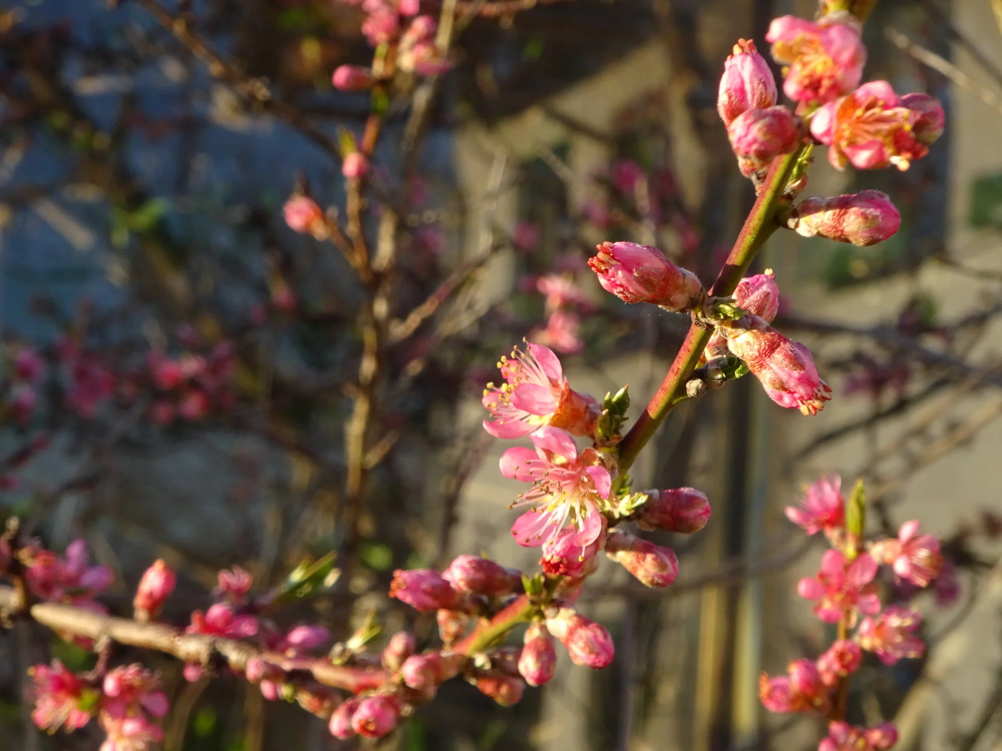 DSC03744.webp