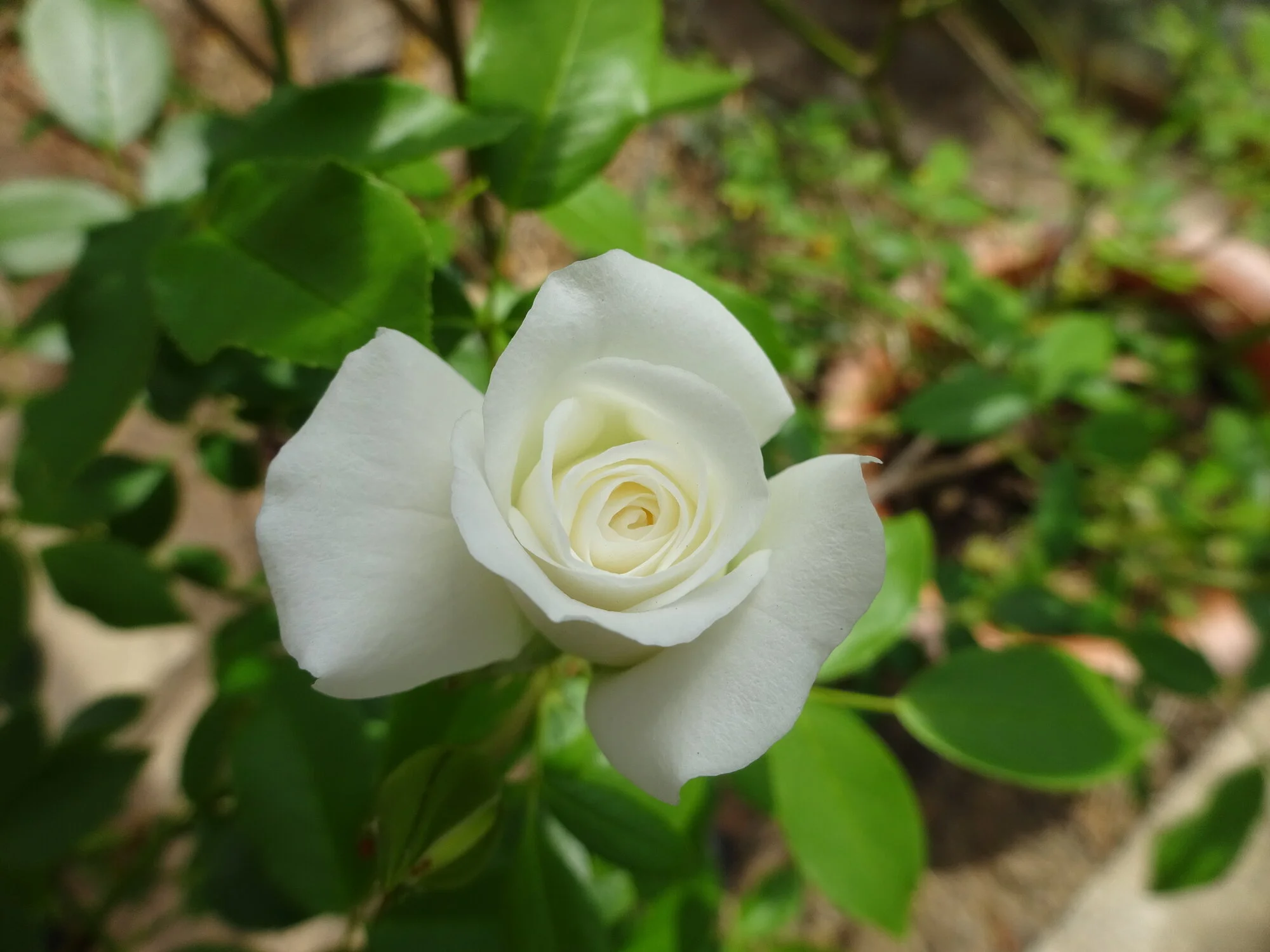 DSC03748.JPG