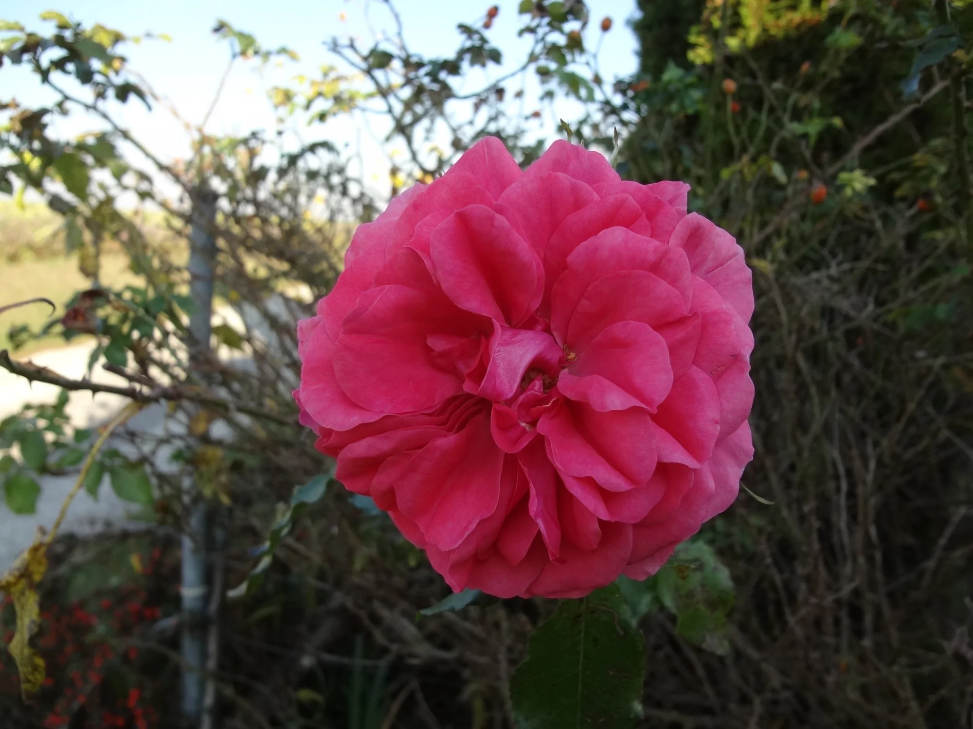 DSC03776.webp