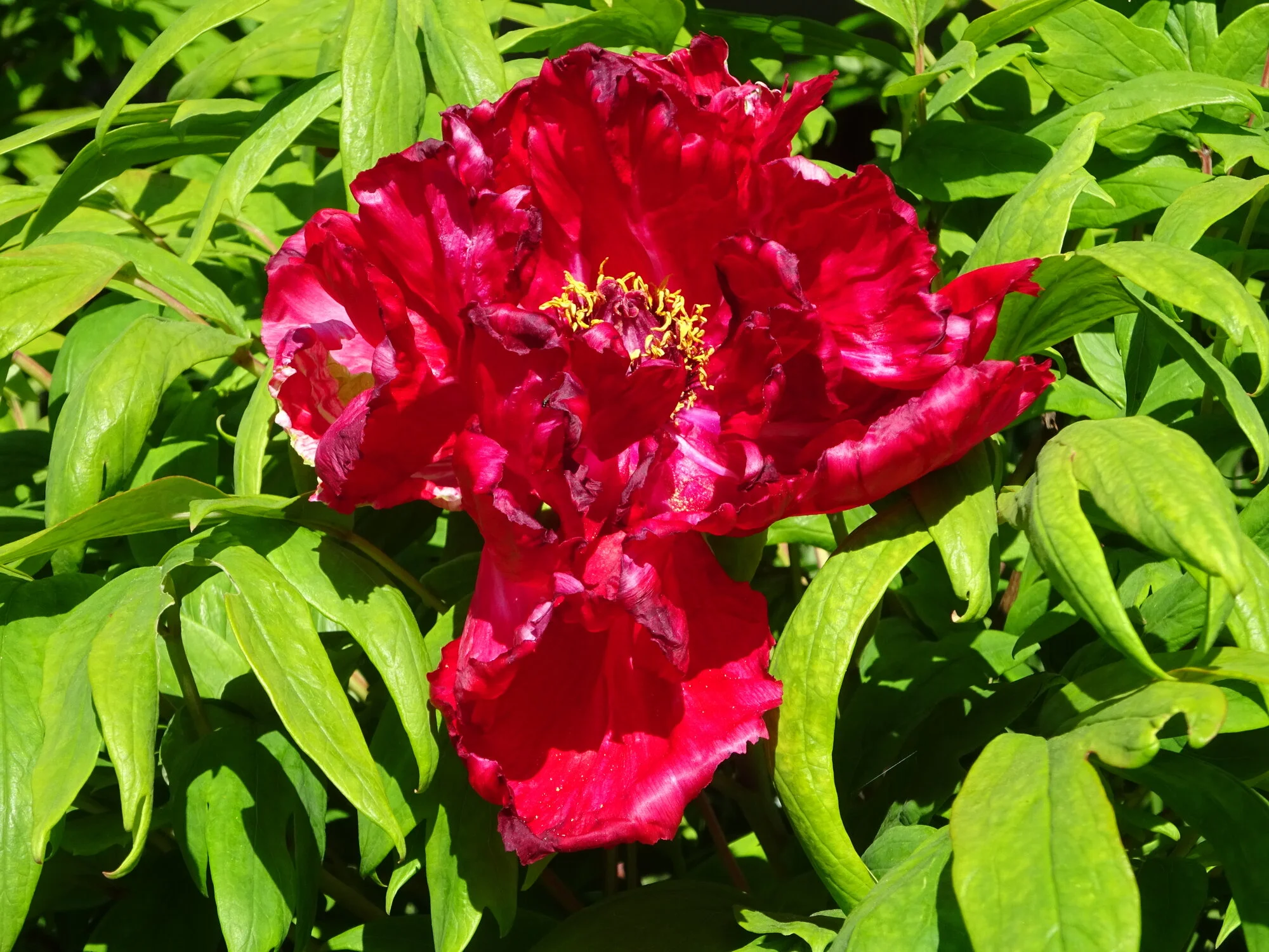 DSC03779.webp