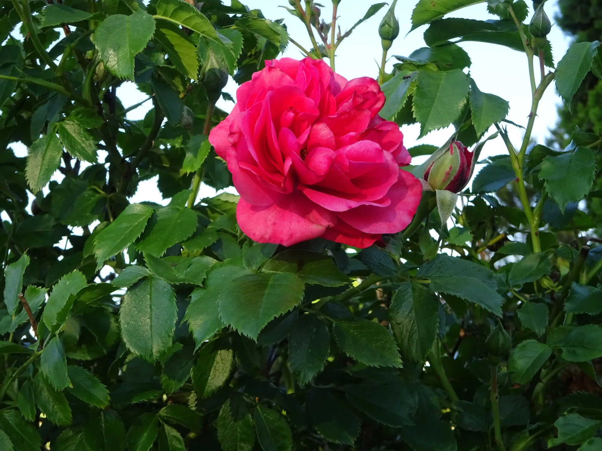 DSC03791 - Kopie.webp
