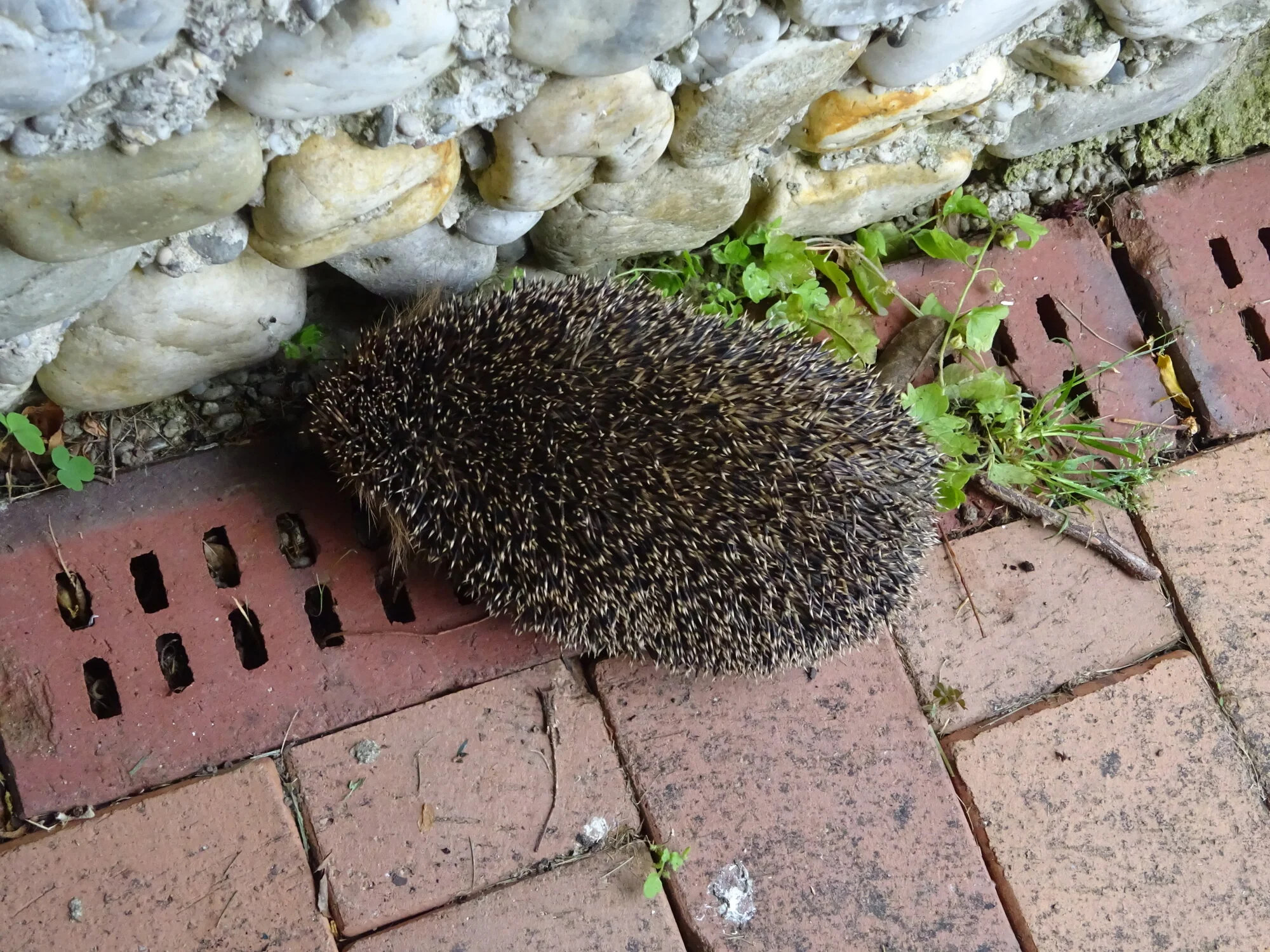 DSC03803.webp
