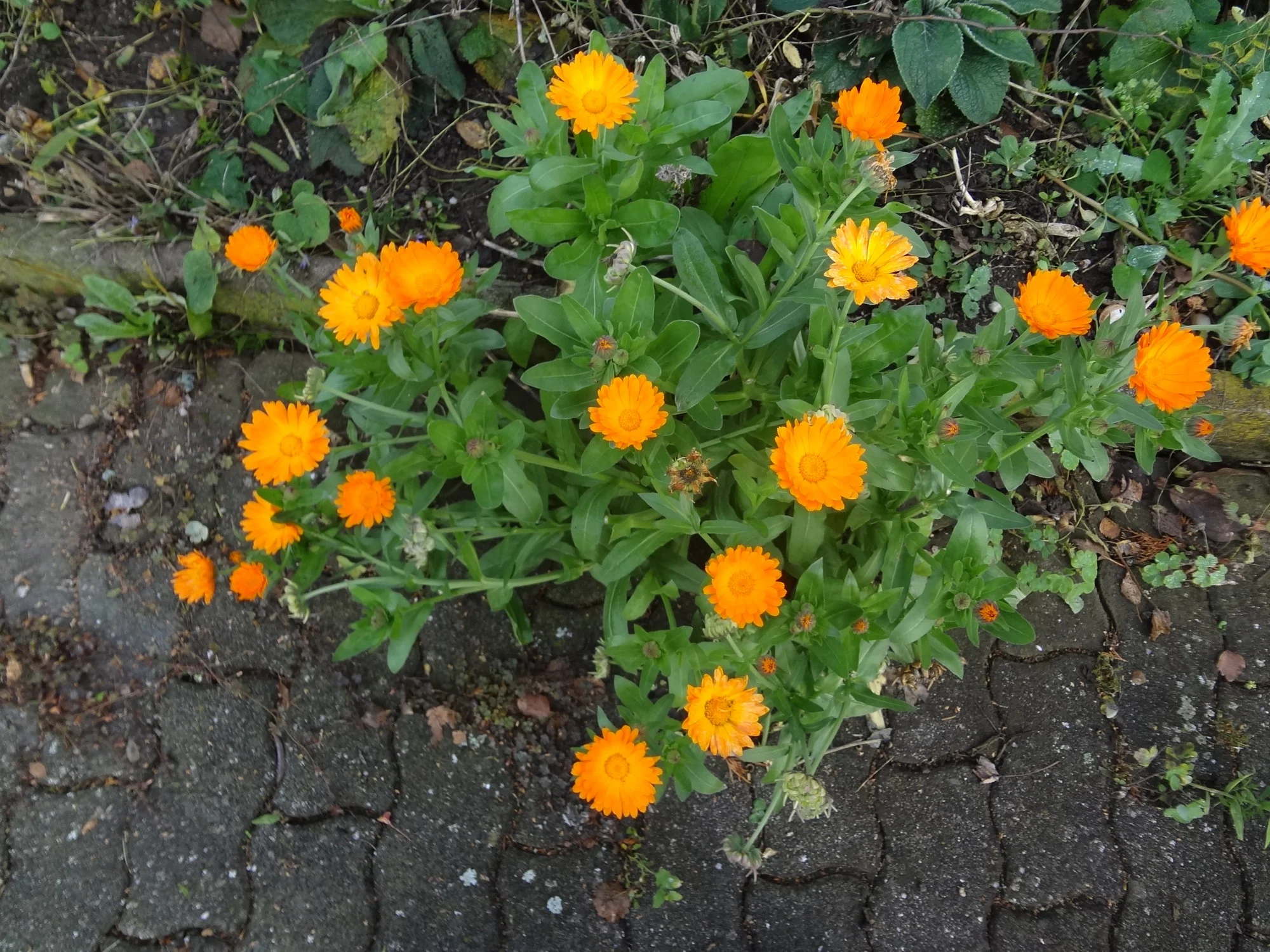 DSC03806.webp