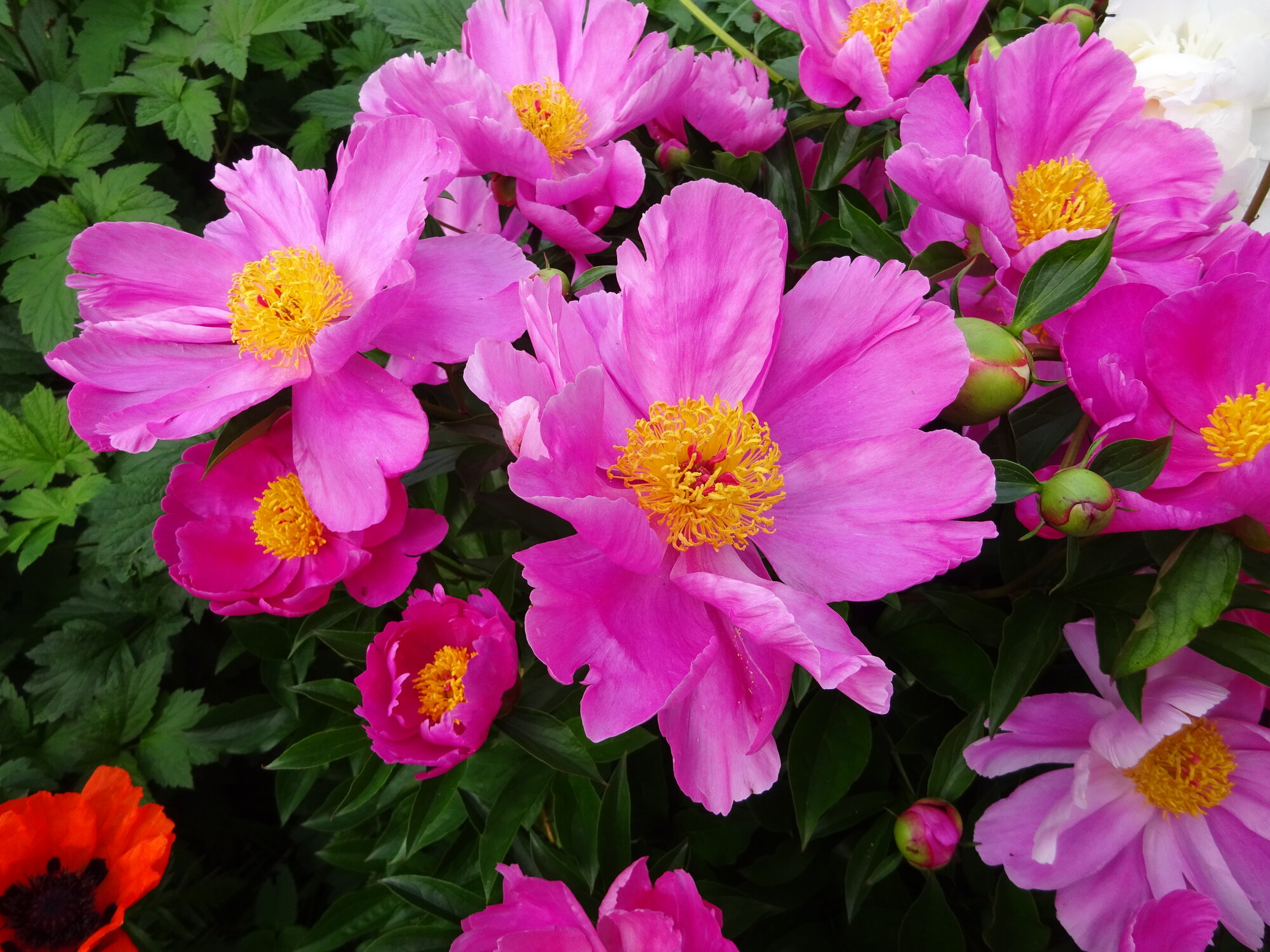 DSC03807.JPG