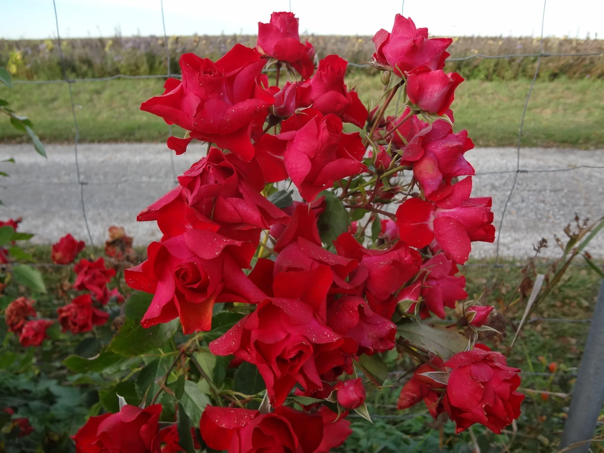 DSC03808.webp