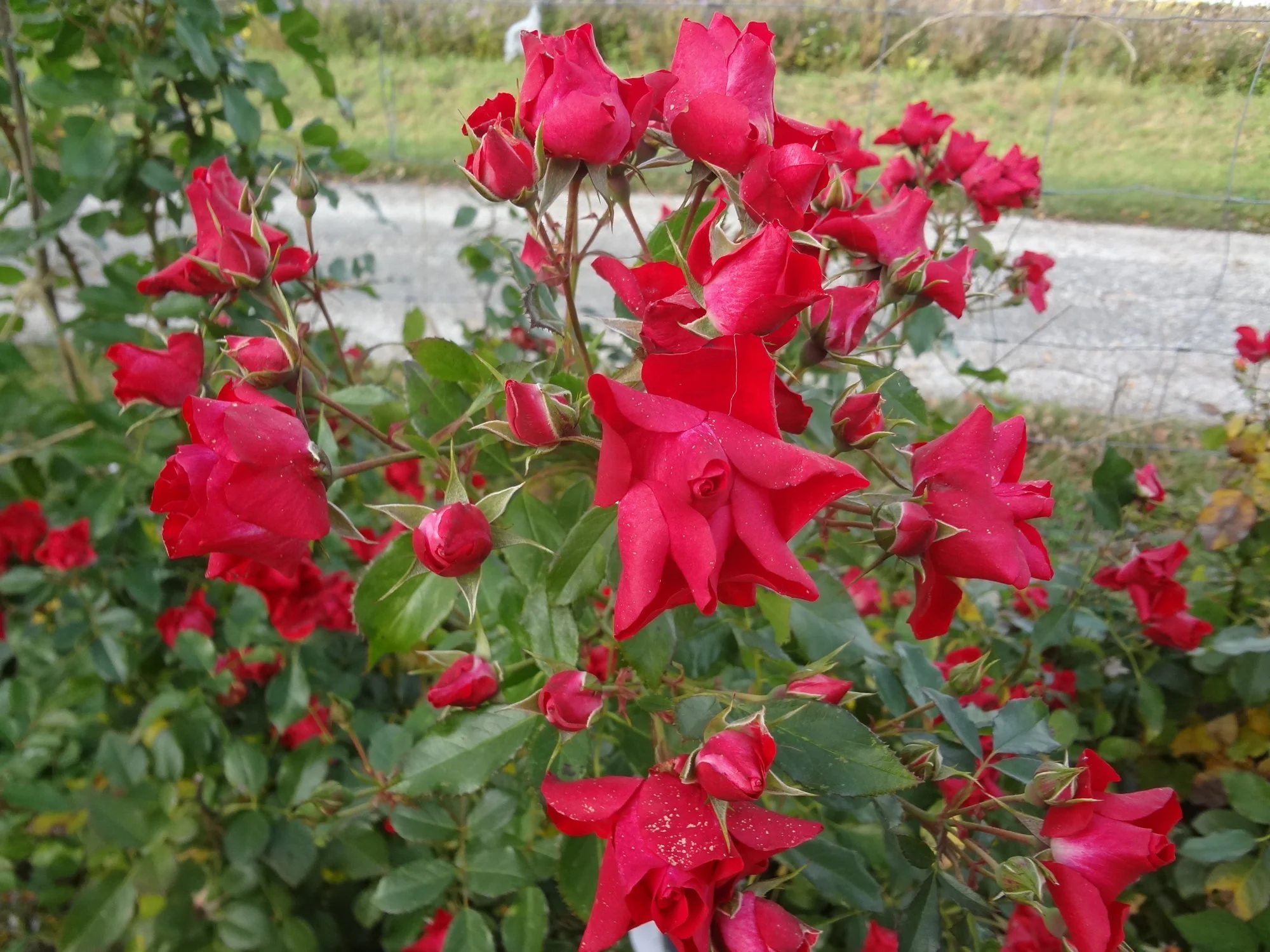 DSC03809.webp