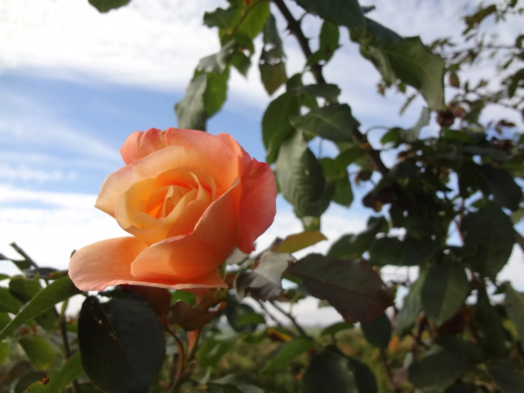 DSC03812.webp