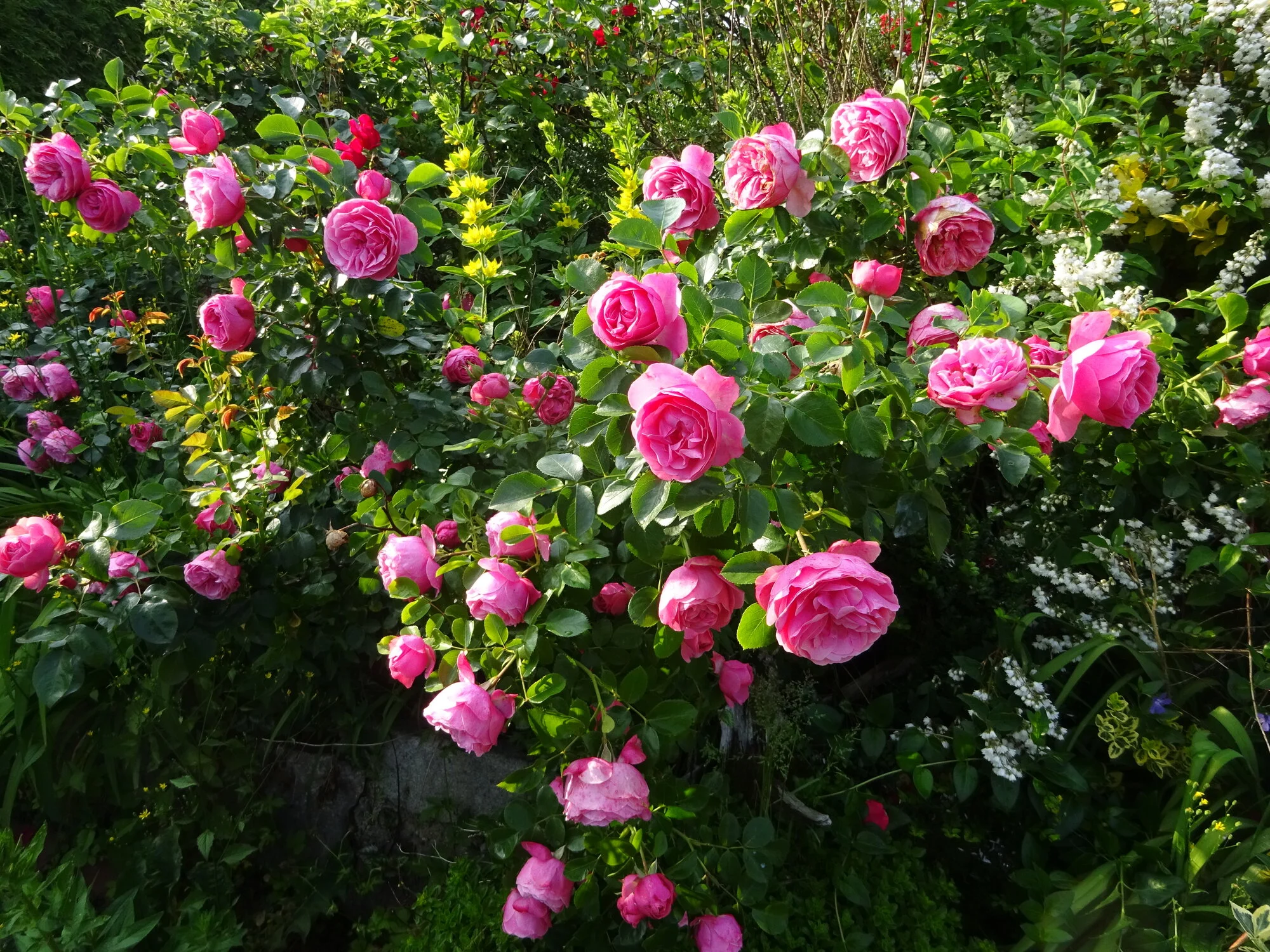 DSC03824.webp