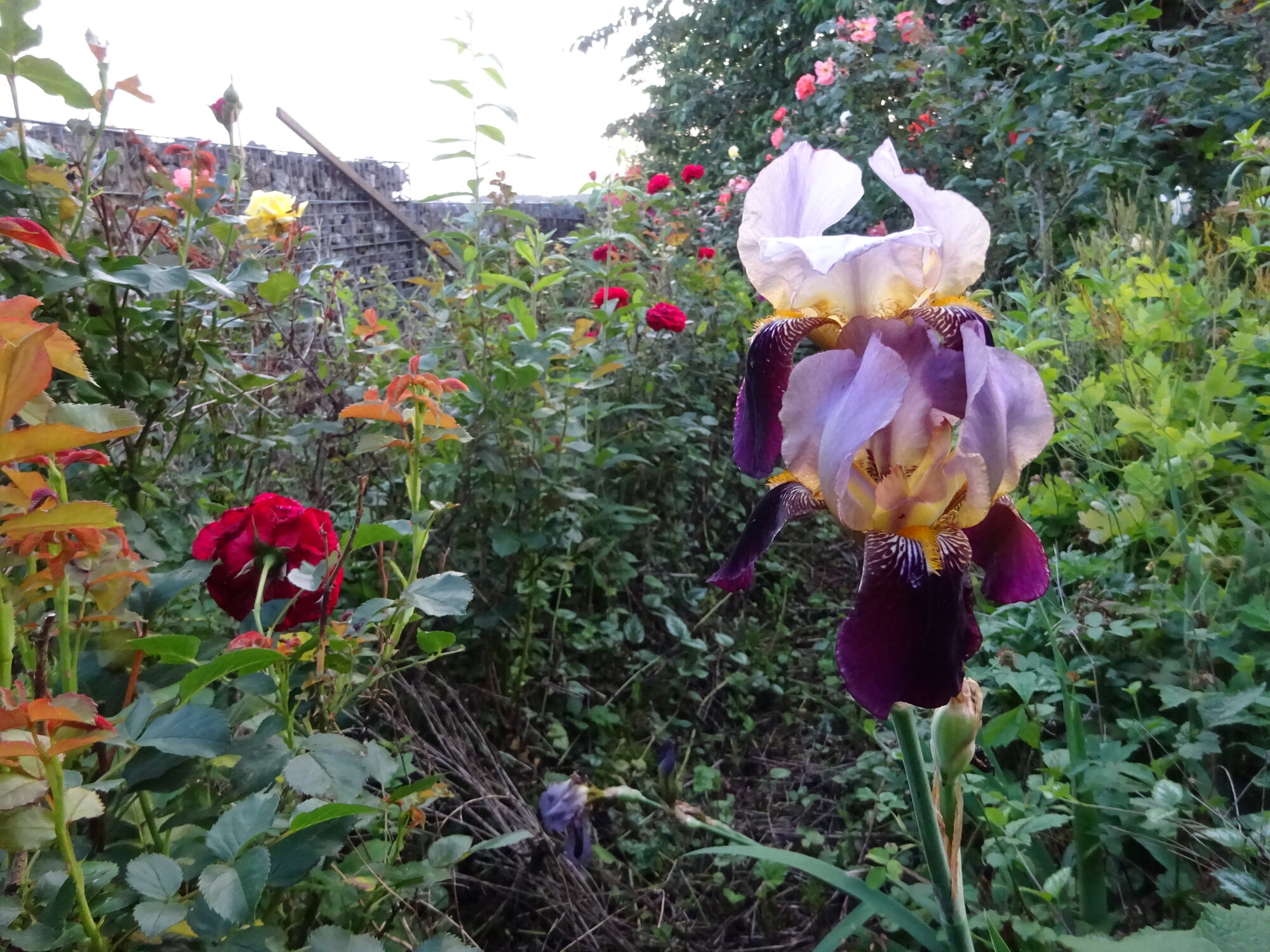 DSC03829.JPG