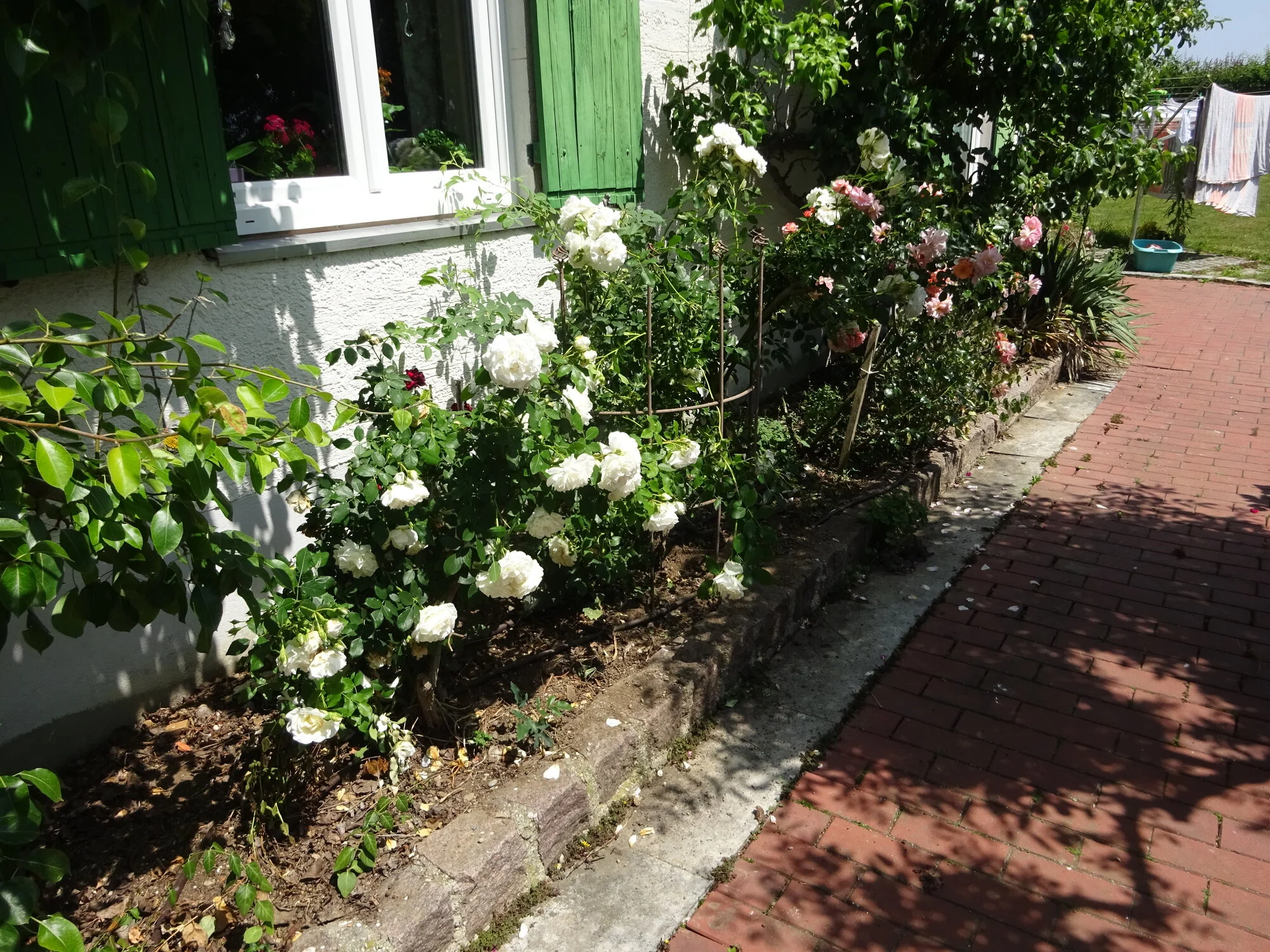 DSC03842.webp