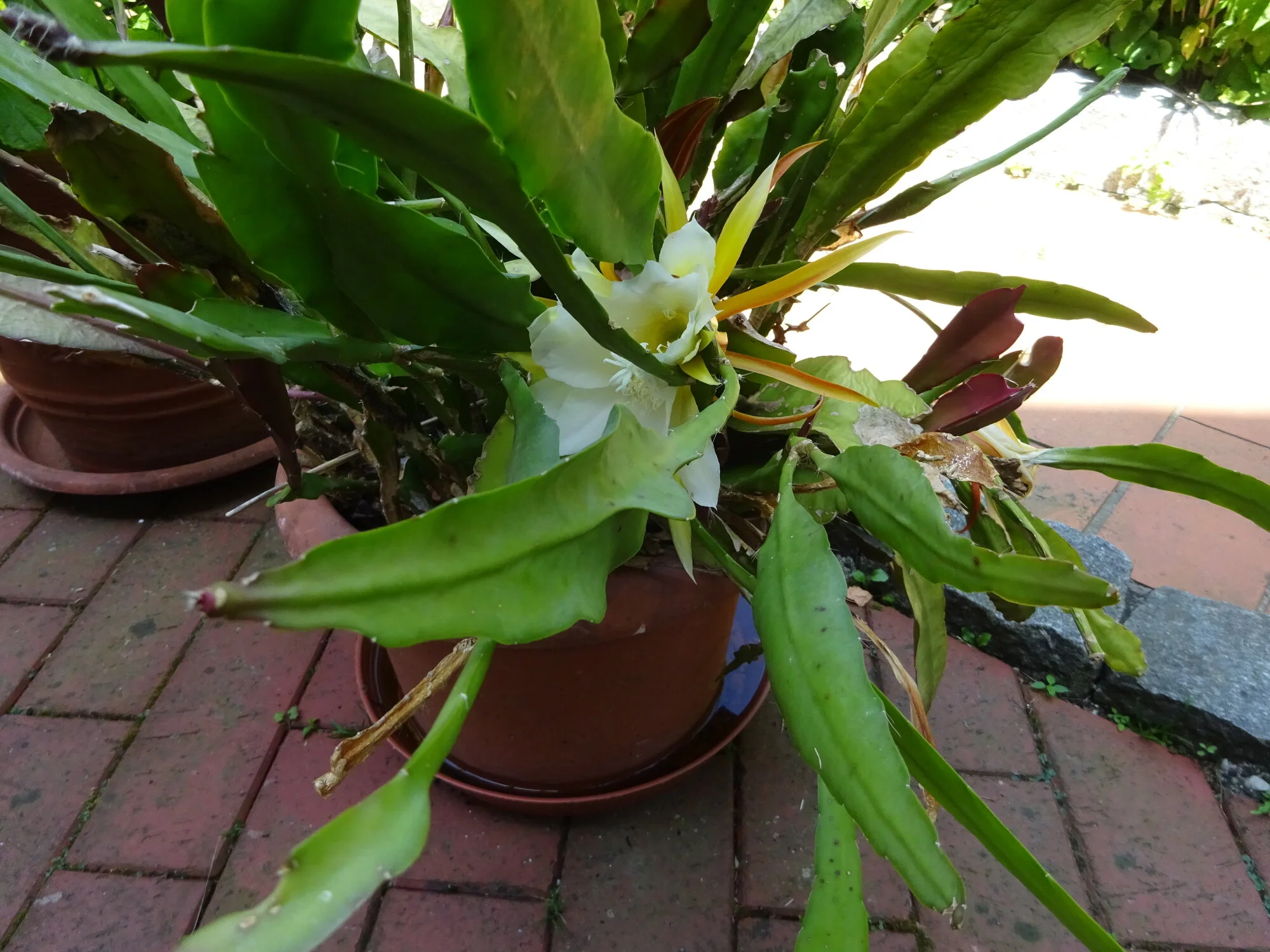 DSC03846.webp