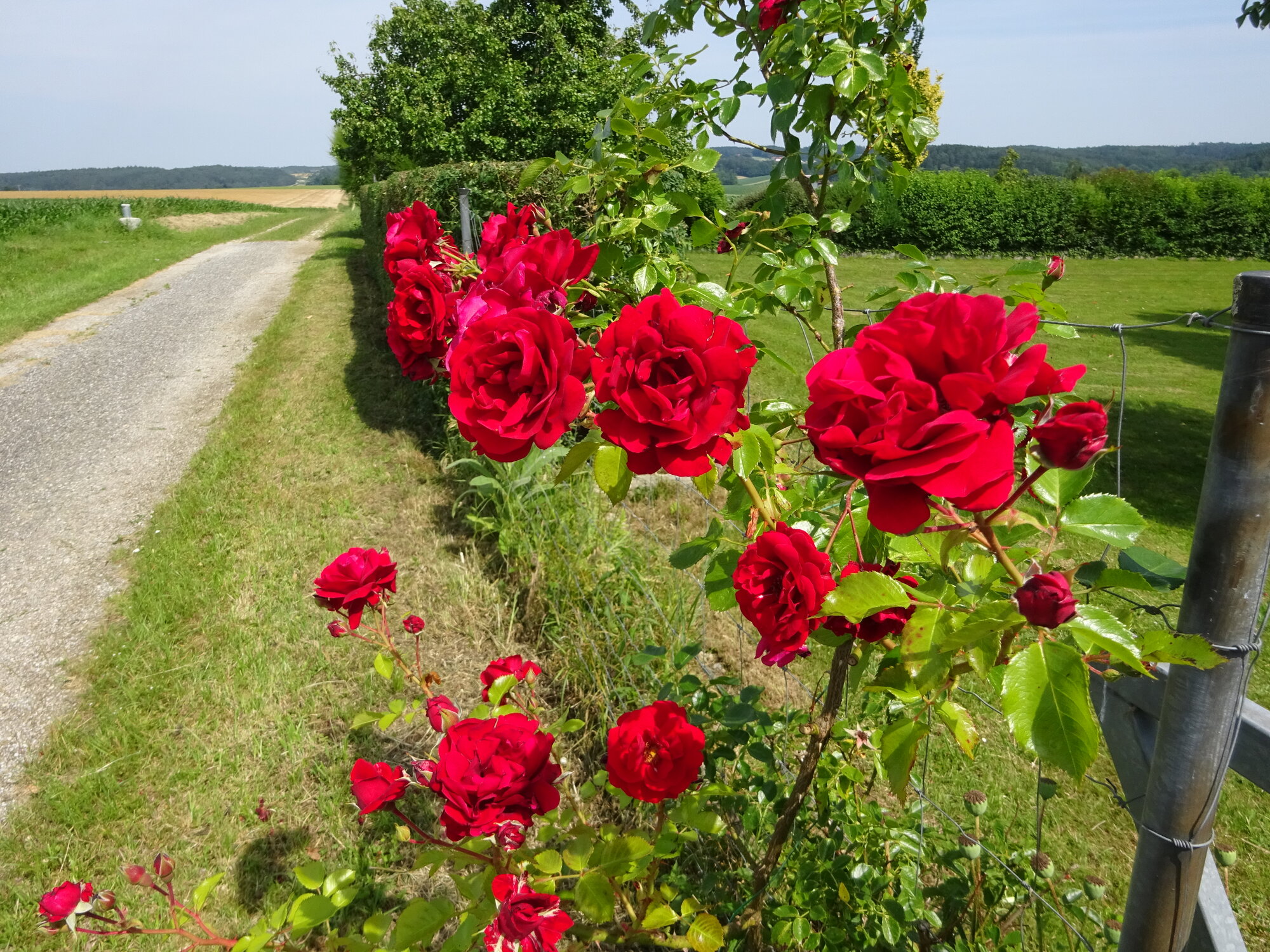DSC03847.JPG