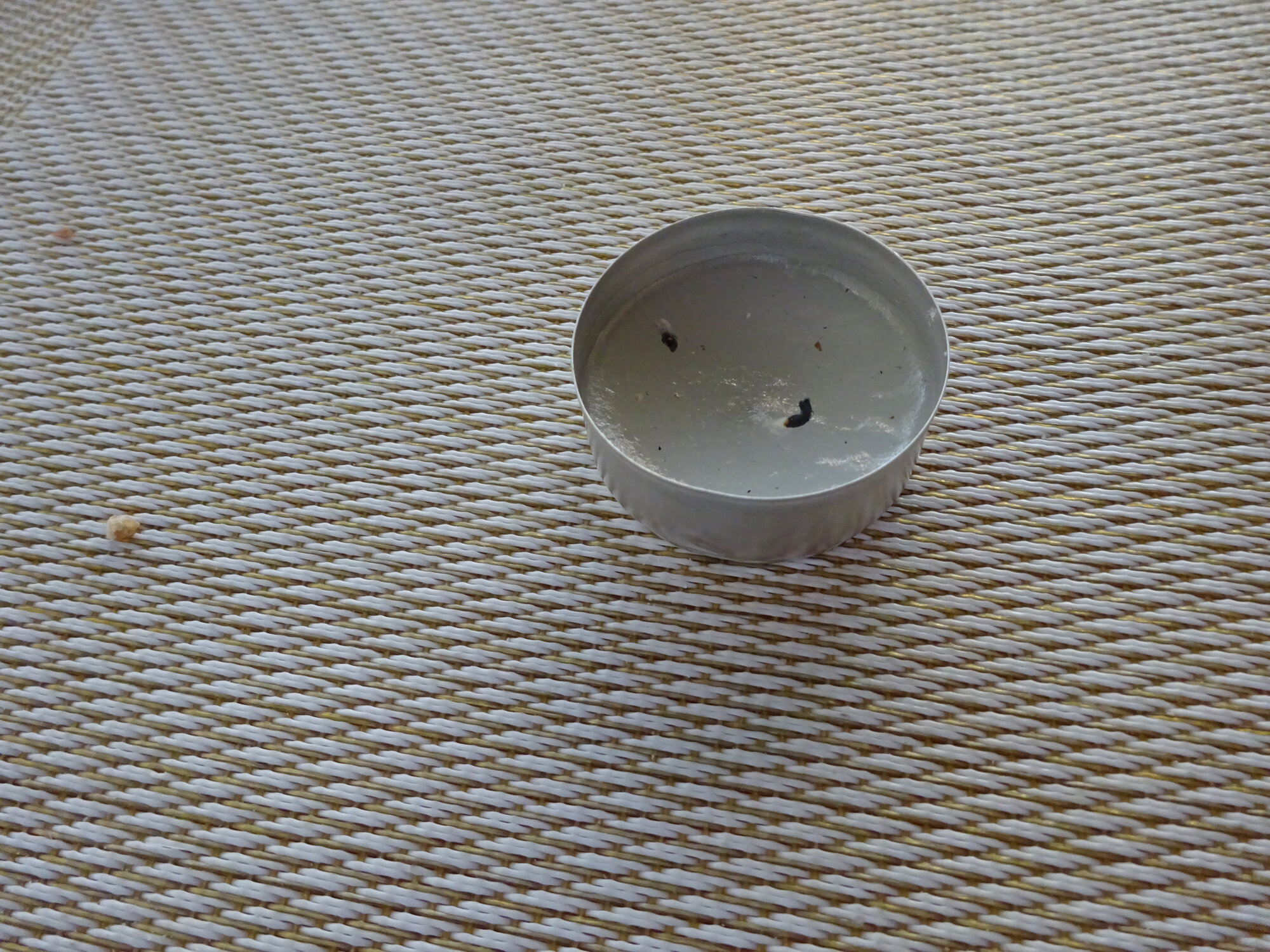 DSC03854.JPG