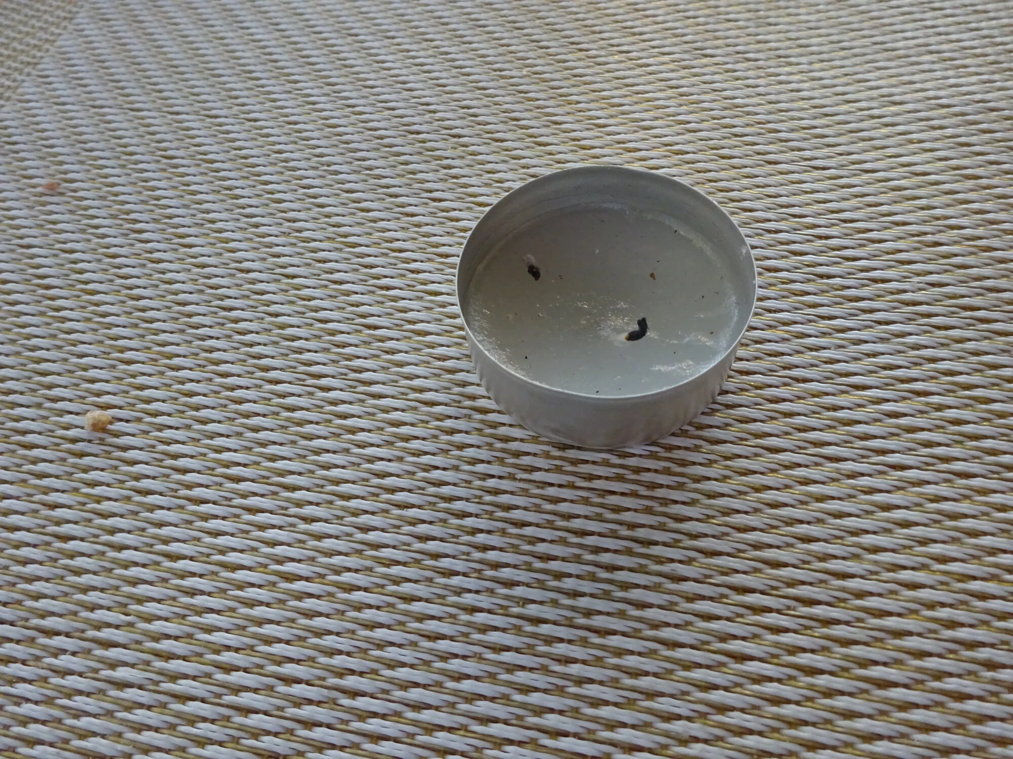 DSC03854.webp