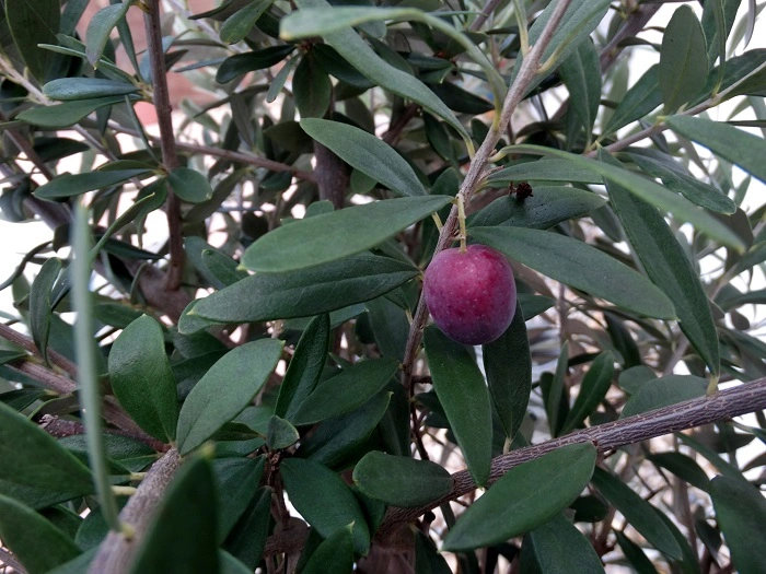 wie behandle ich meinen Olivenbaum richtig?? - Hausgarten.net