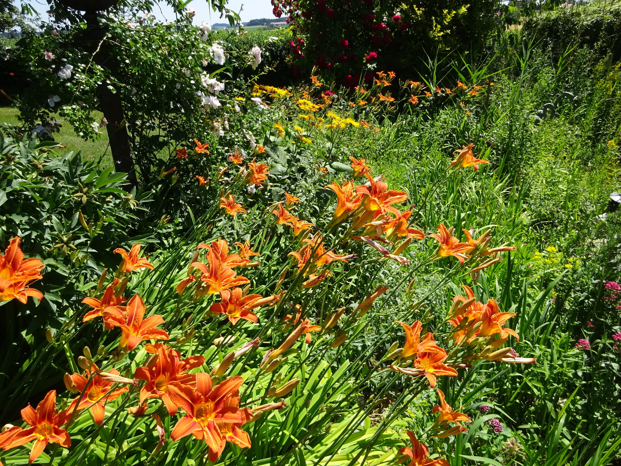 DSC03860.JPG