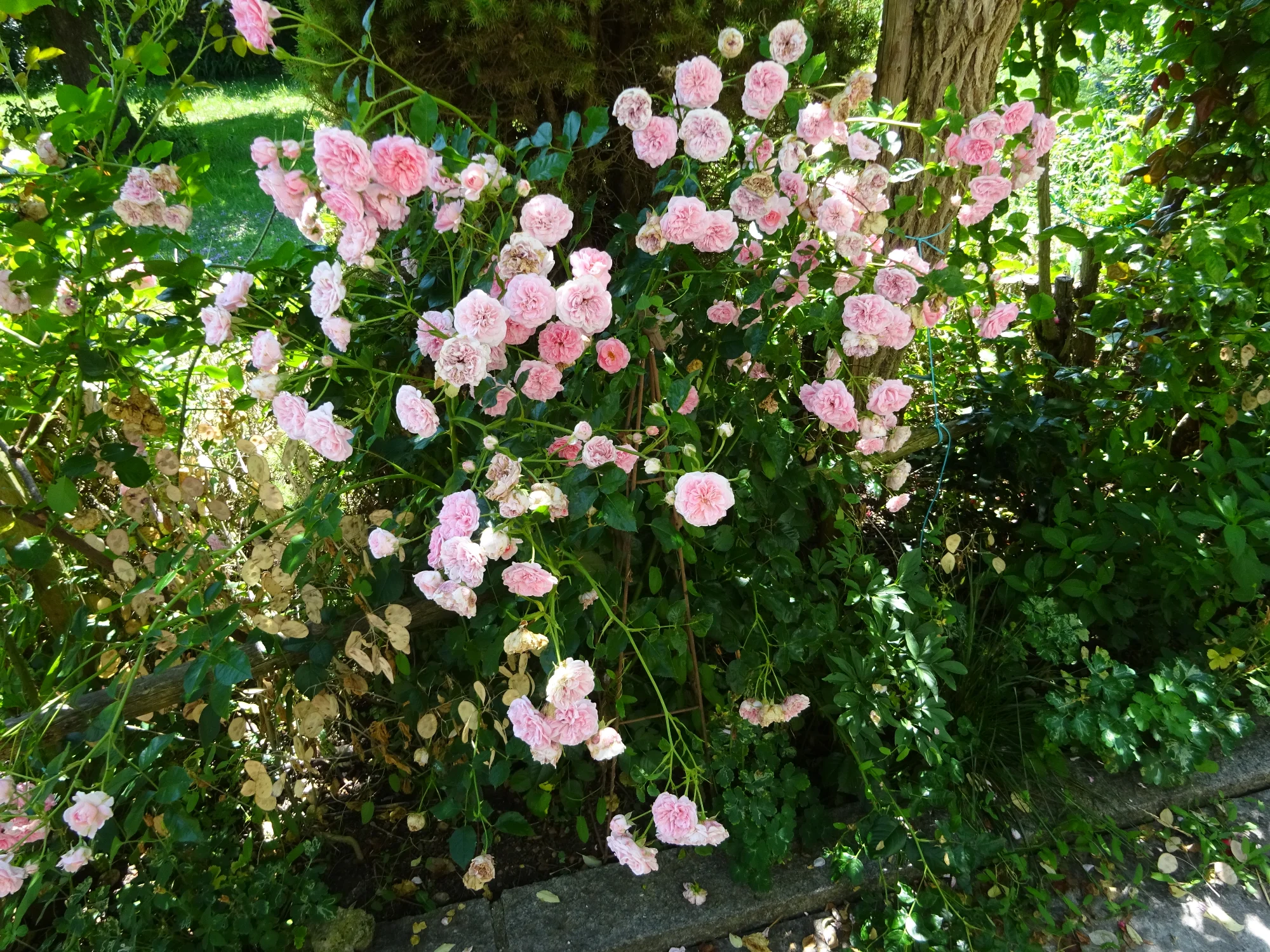 DSC03876.webp