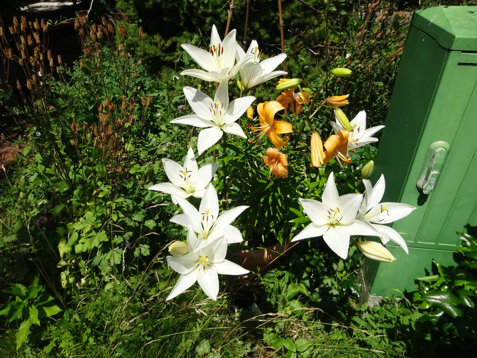 DSC03877.webp
