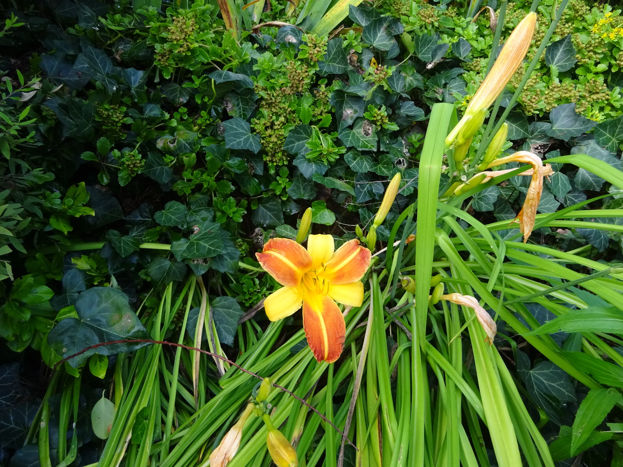 DSC03887.webp