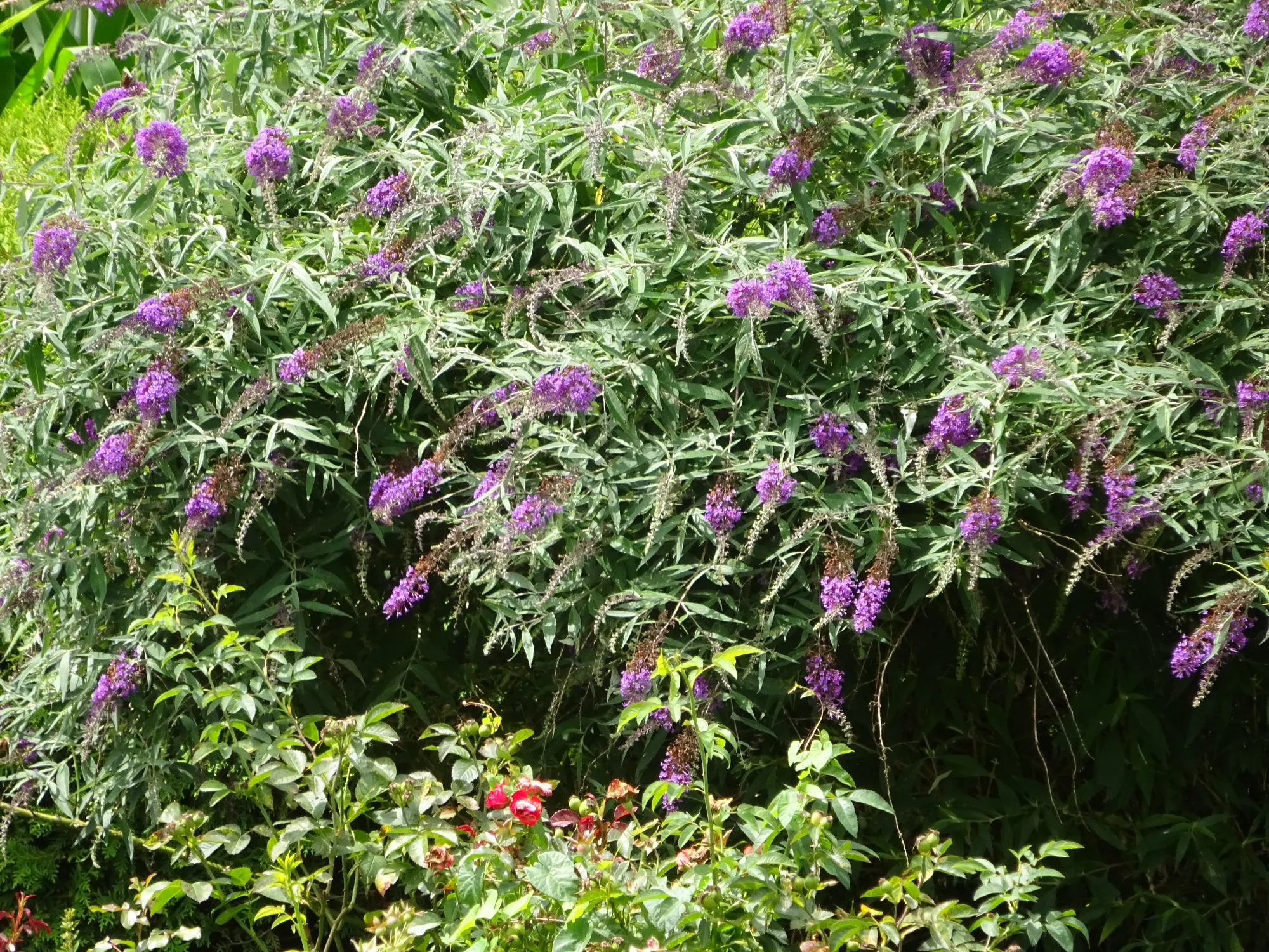 DSC03889.webp