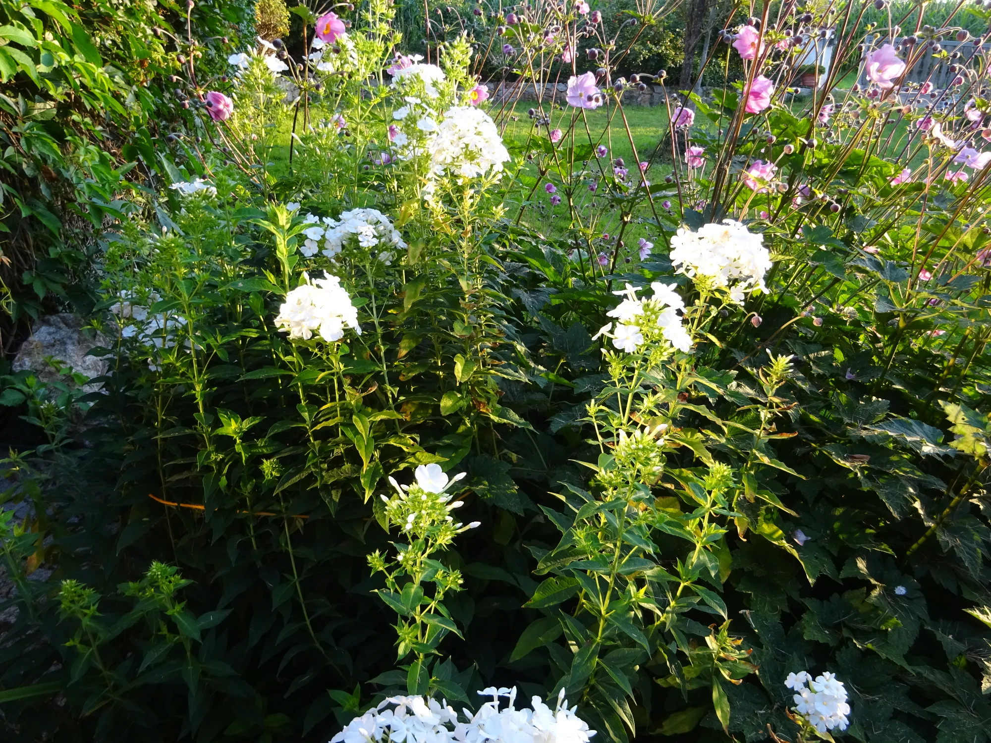 DSC03906.webp